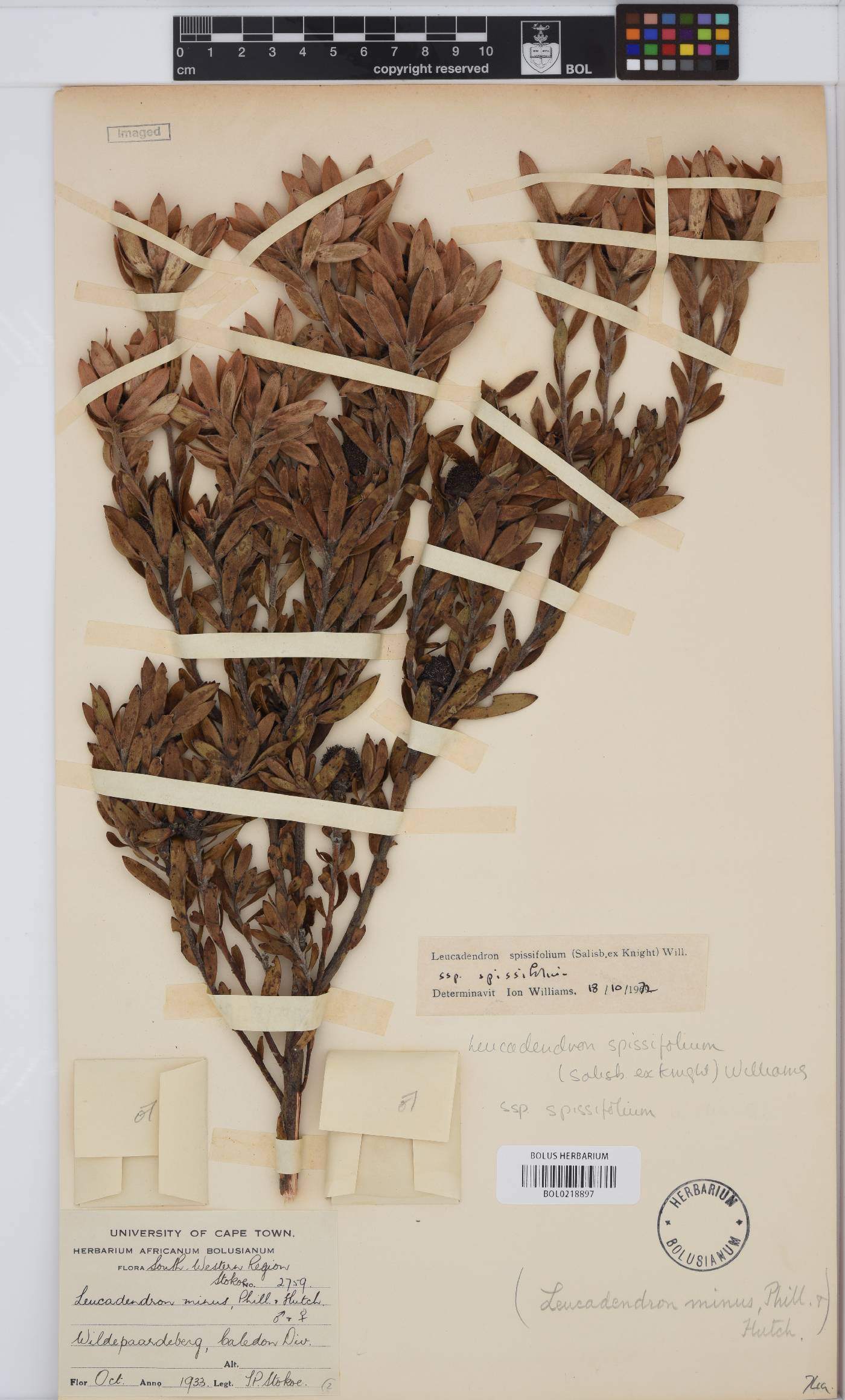 Leucadendron spissifolium subsp. spissifolium image