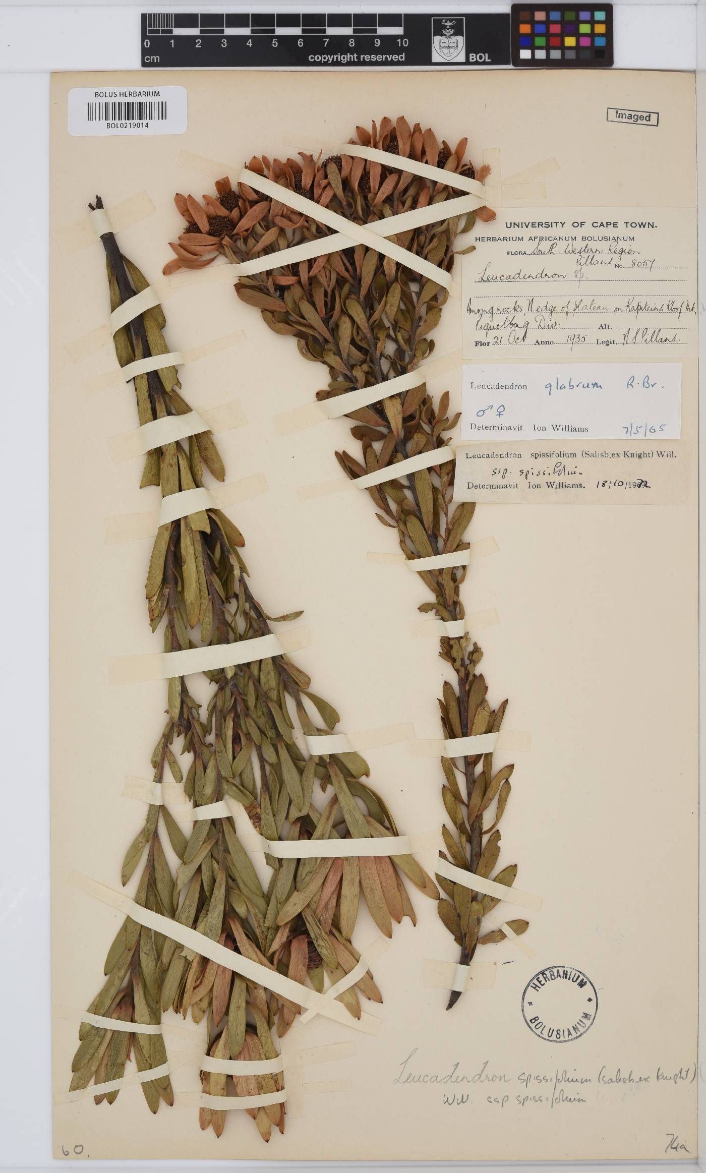 Leucadendron spissifolium subsp. spissifolium image