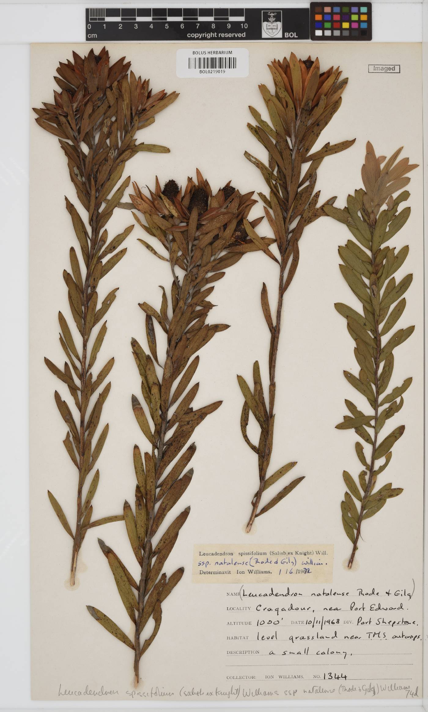 Leucadendron spissifolium subsp. natalense image