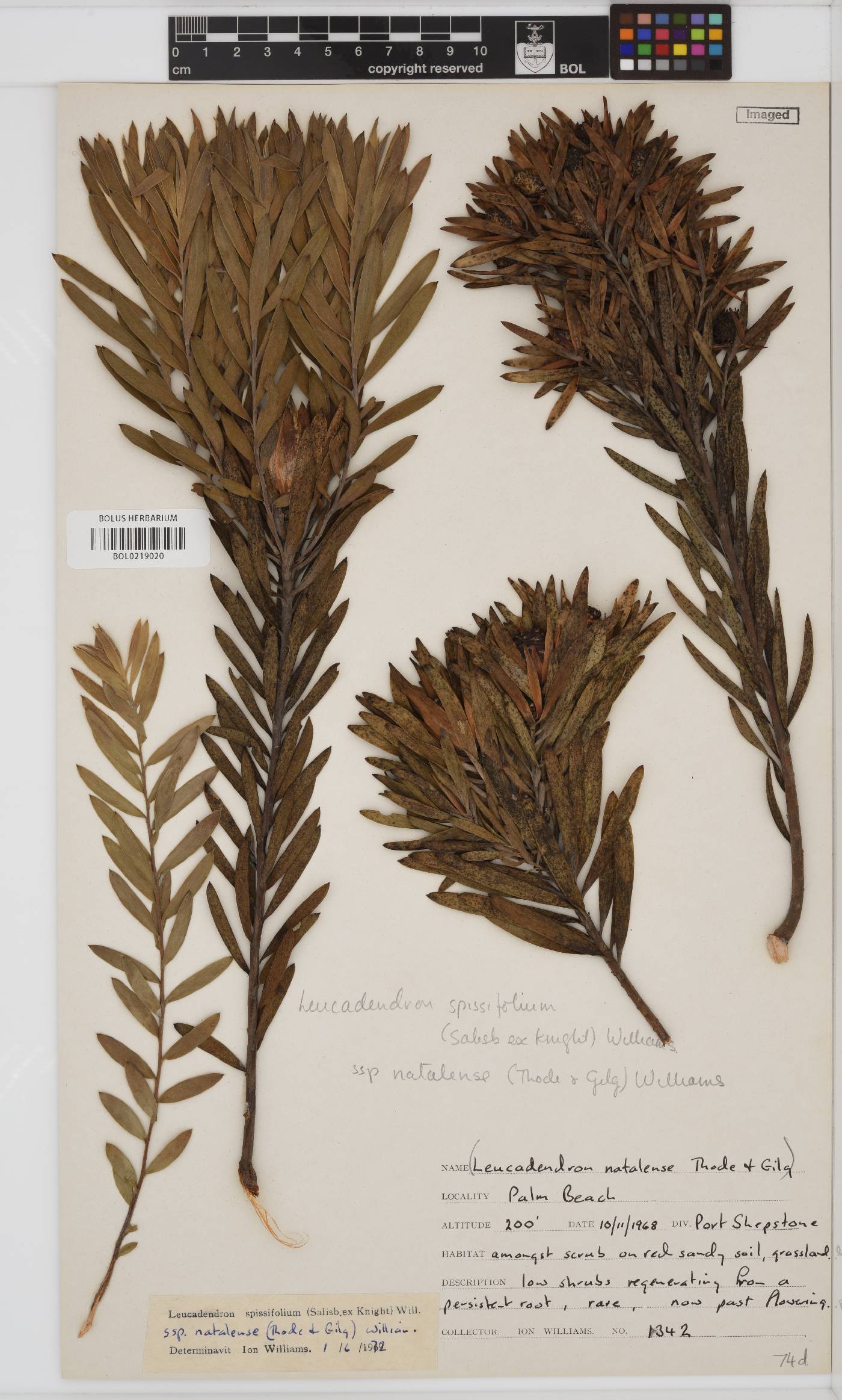 Leucadendron spissifolium subsp. natalense image