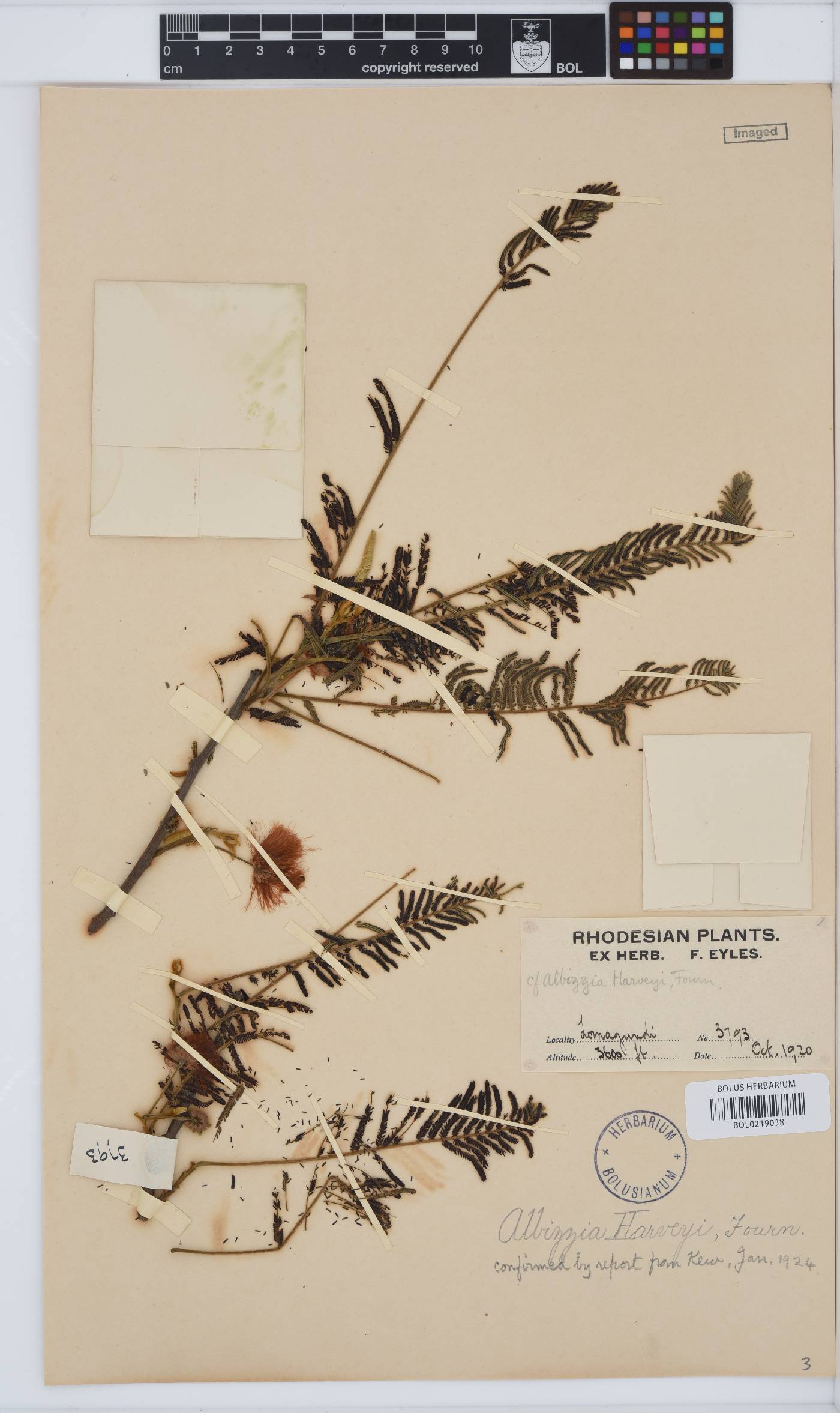 Albizia harveyi image