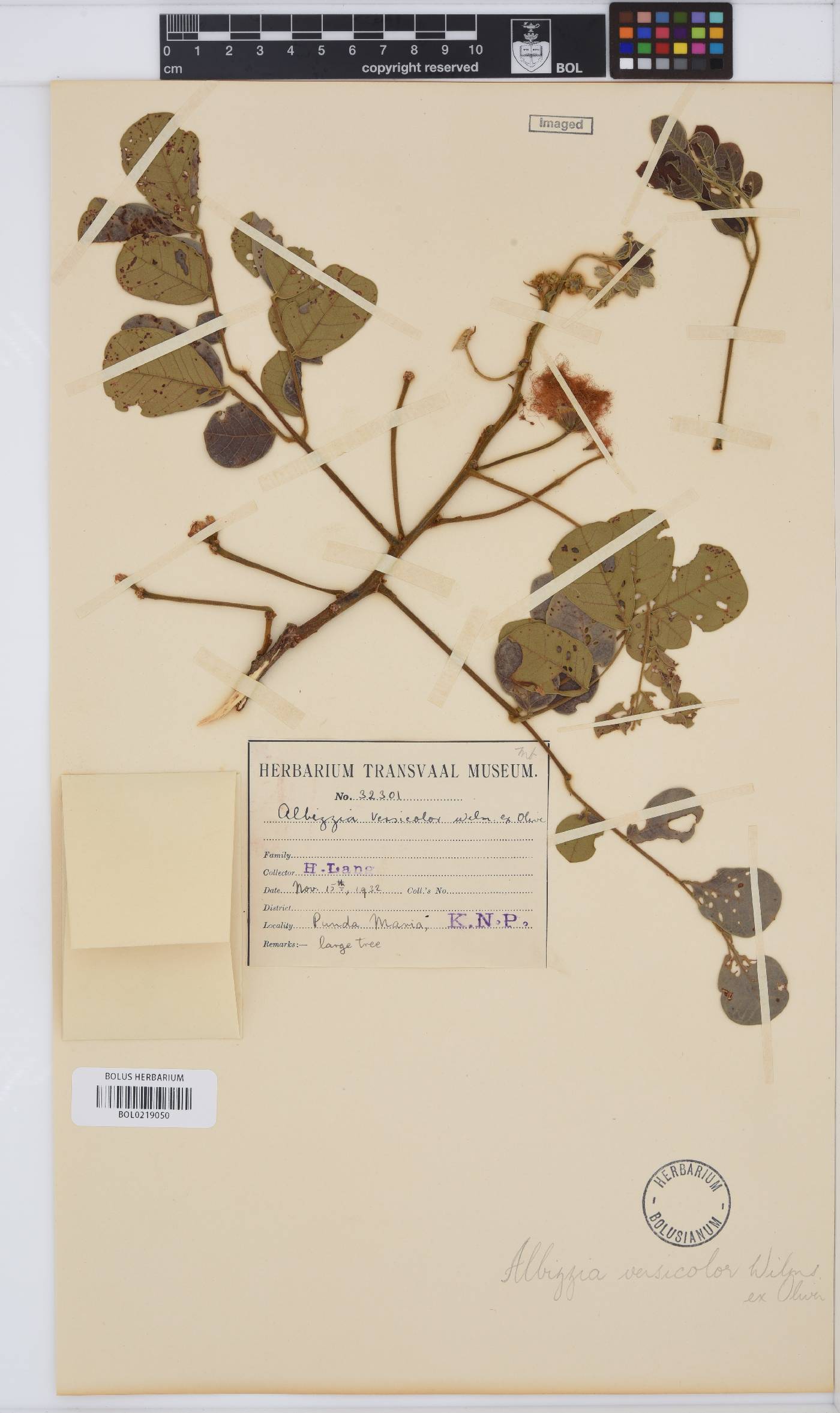 Albizia versicolor image