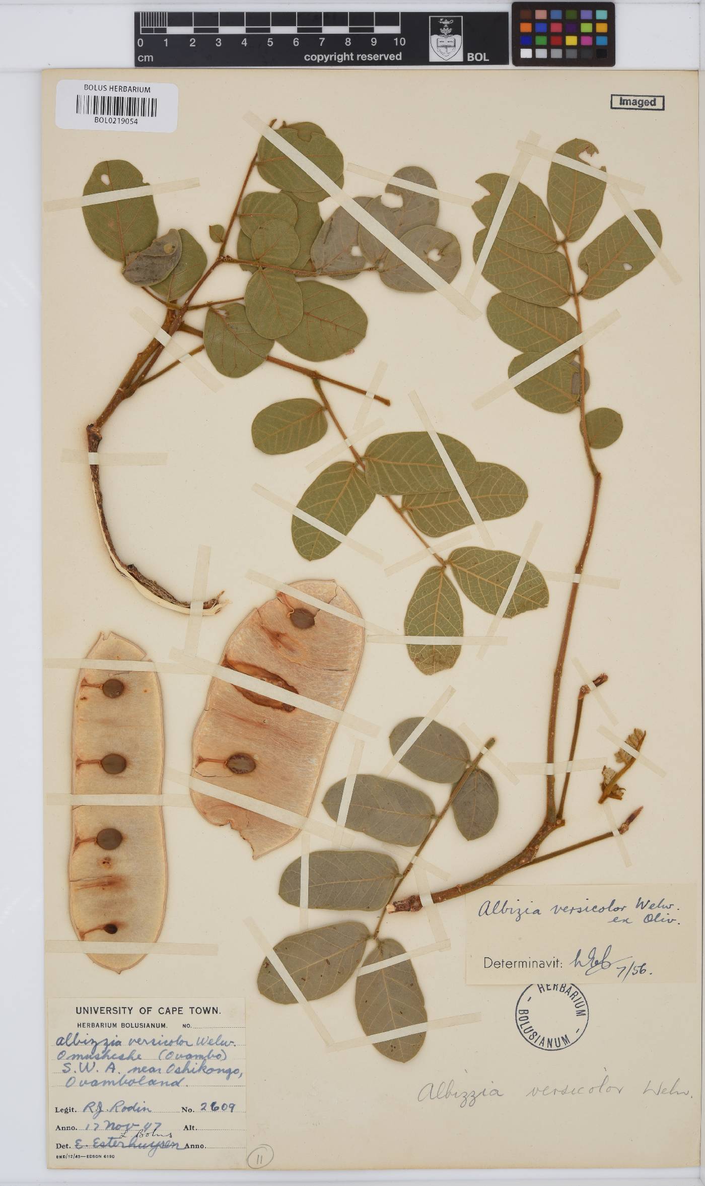 Albizia versicolor image