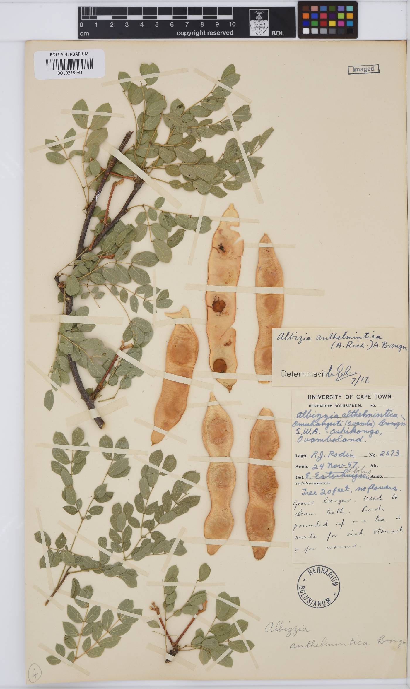 Albizia anthelmintica image