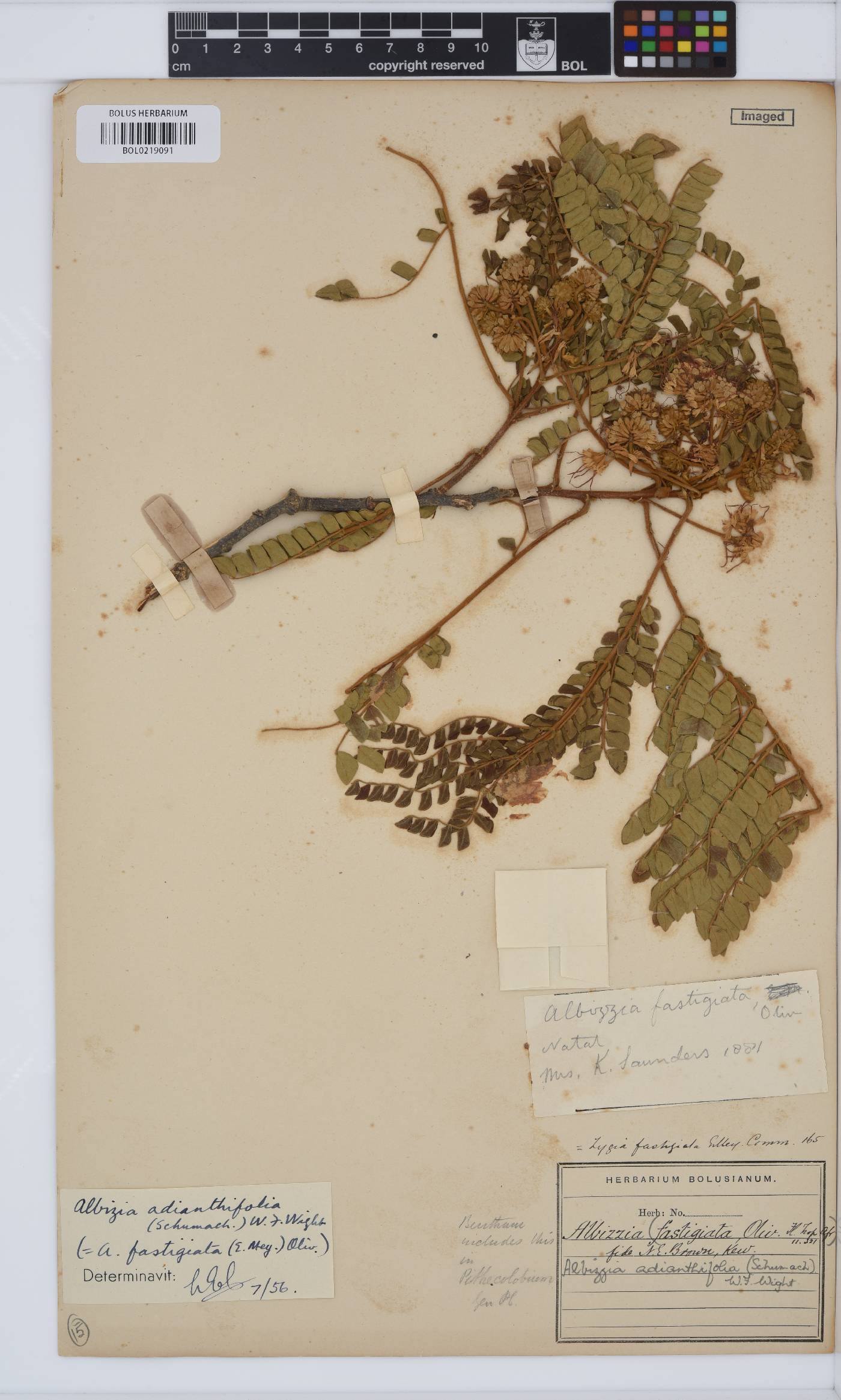 Albizia adianthifolia image