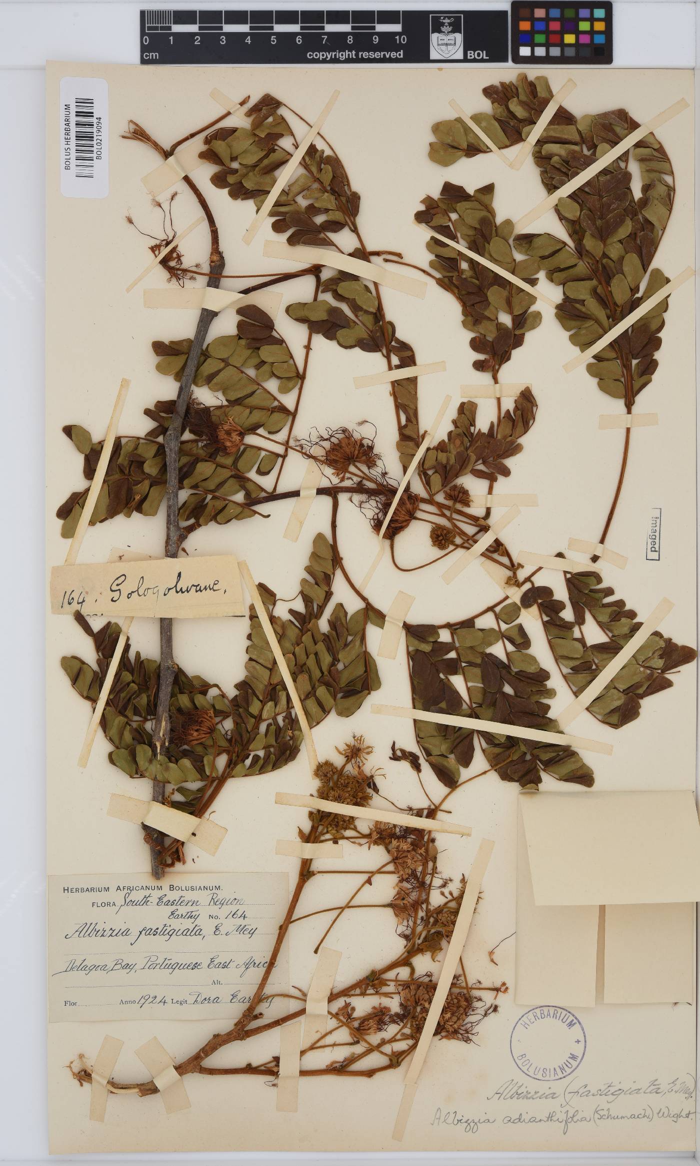 Albizia adianthifolia image