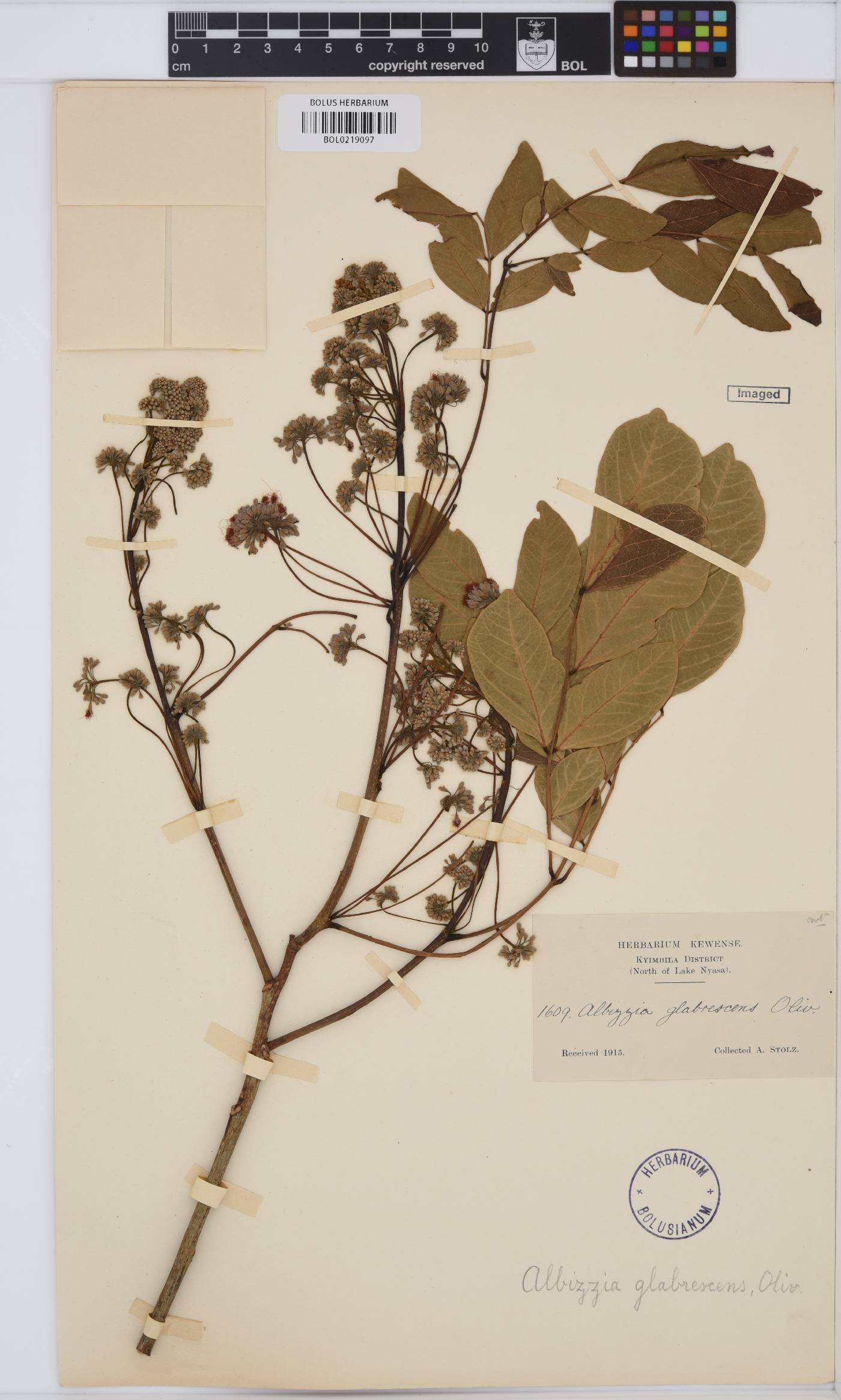 Albizia glaberrima image