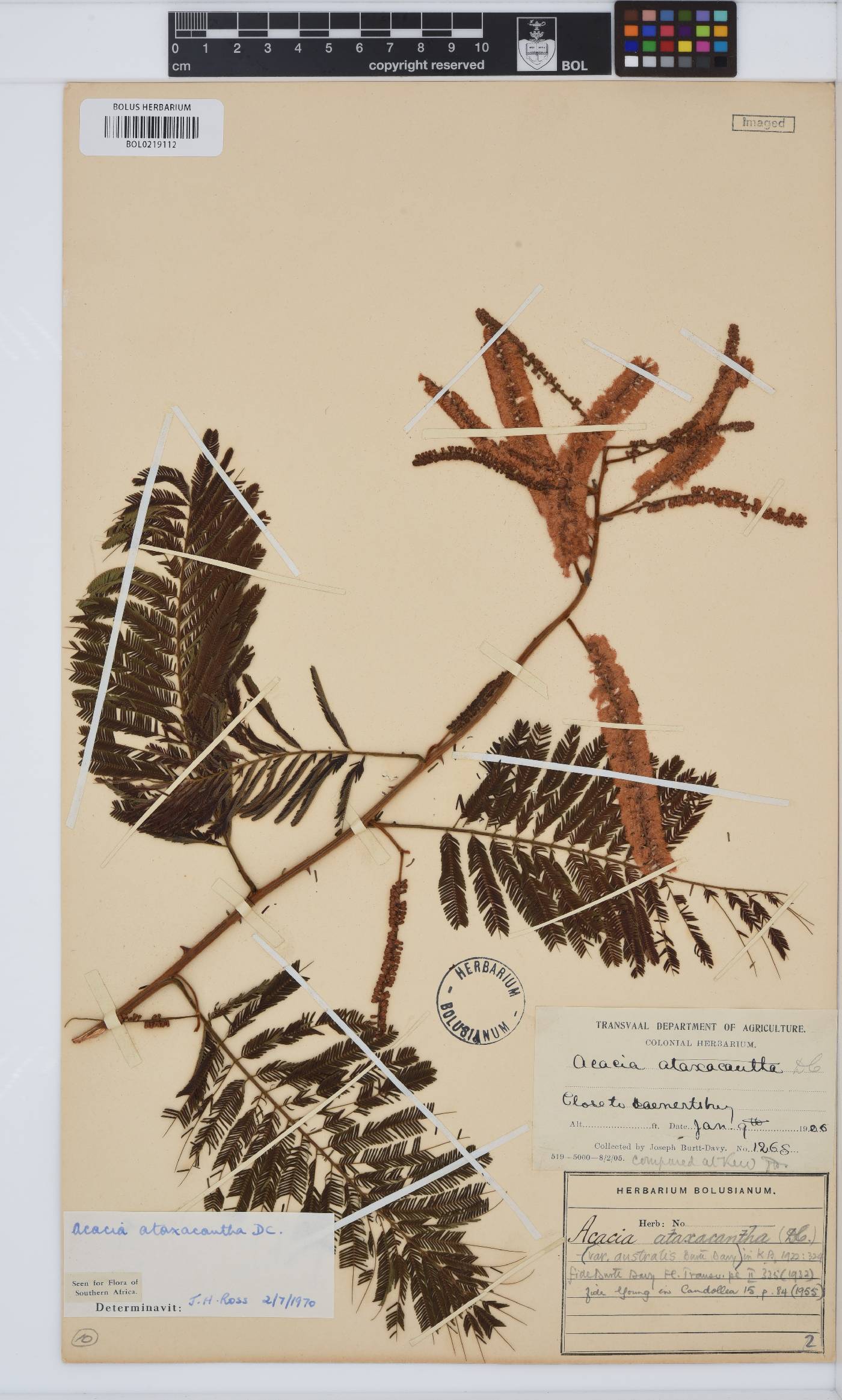 Senegalia ataxacantha image