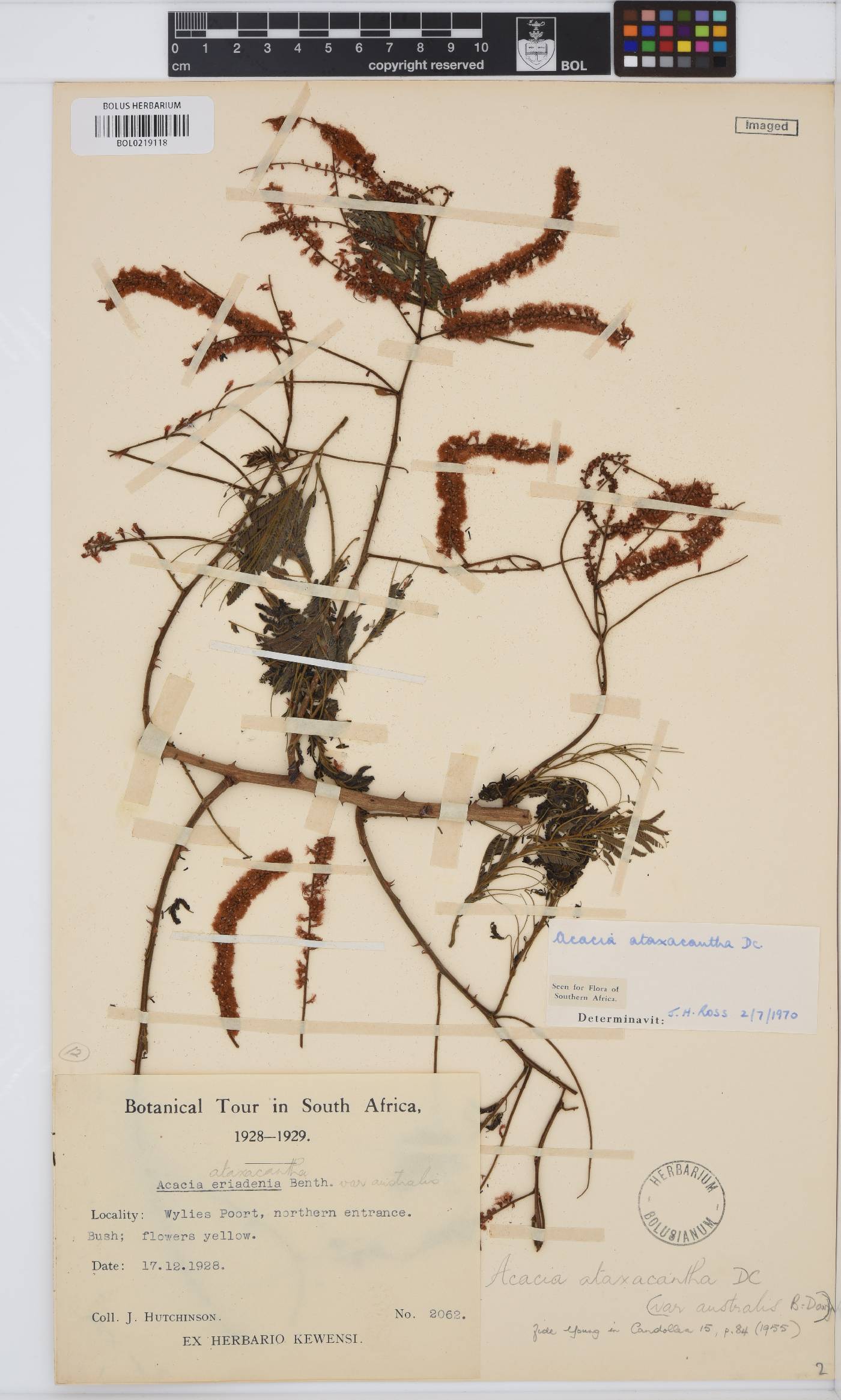 Senegalia ataxacantha image