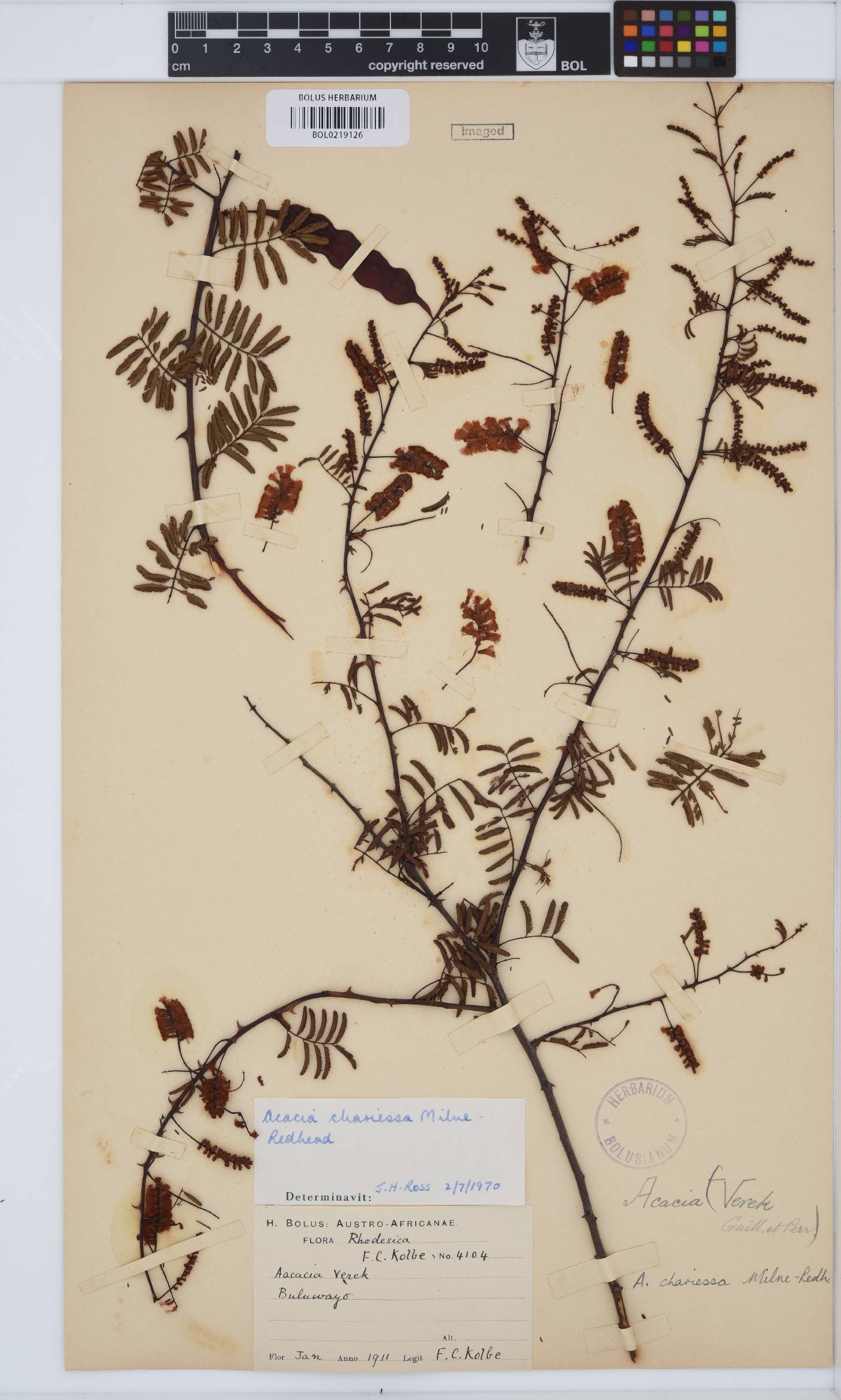 Senegalia chariessa image