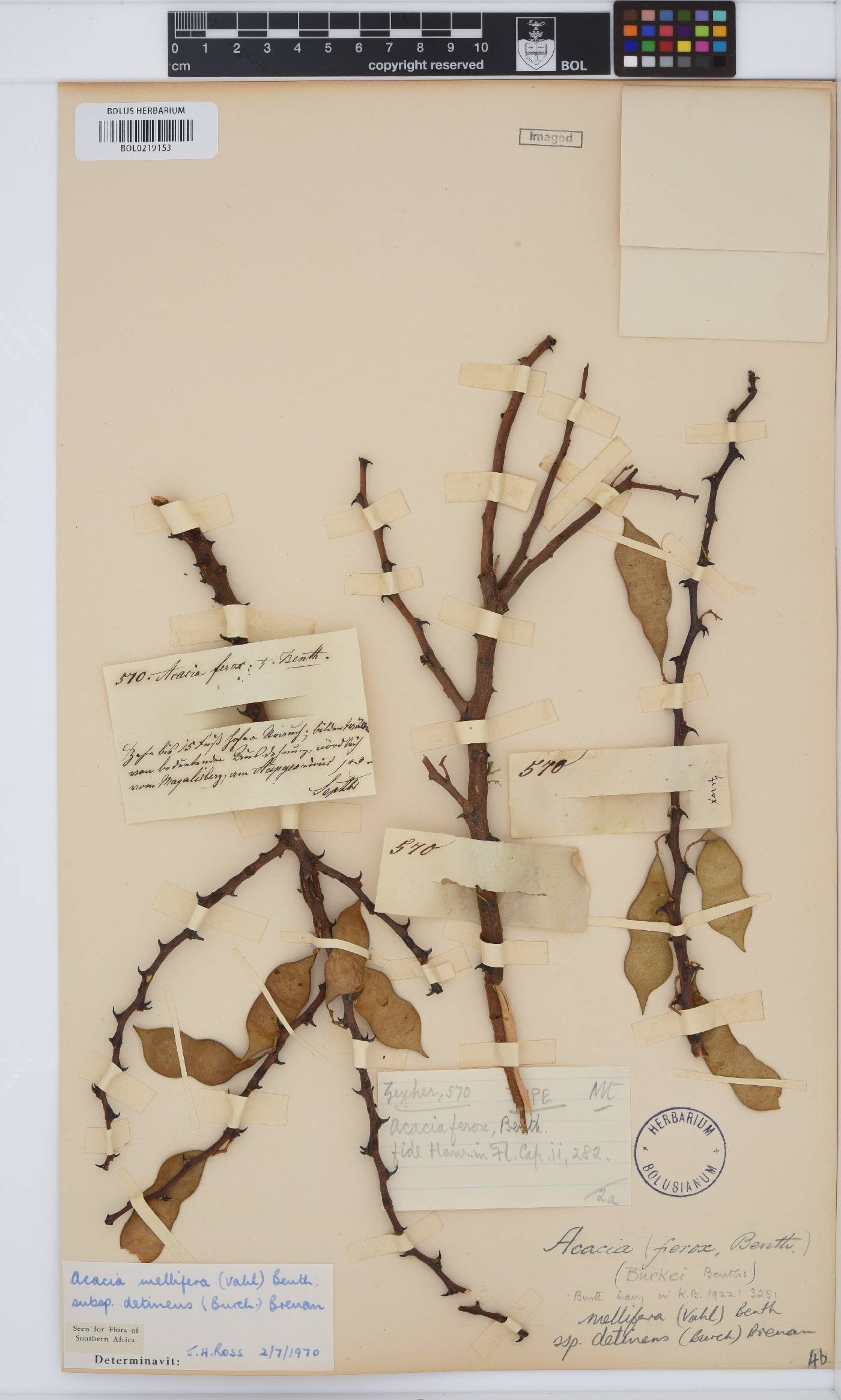 Senegalia mellifera subsp. detinens image