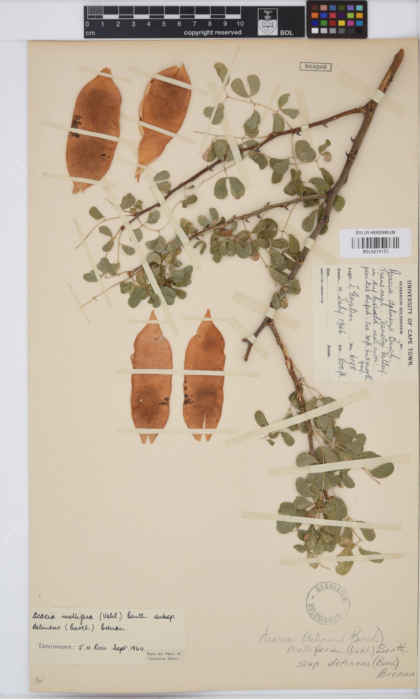Senegalia image