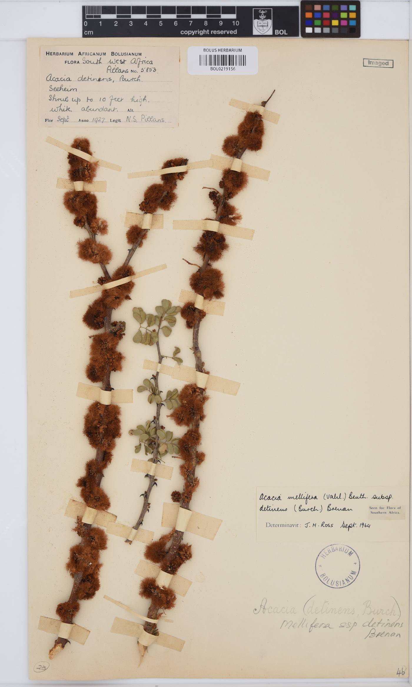 Senegalia mellifera image