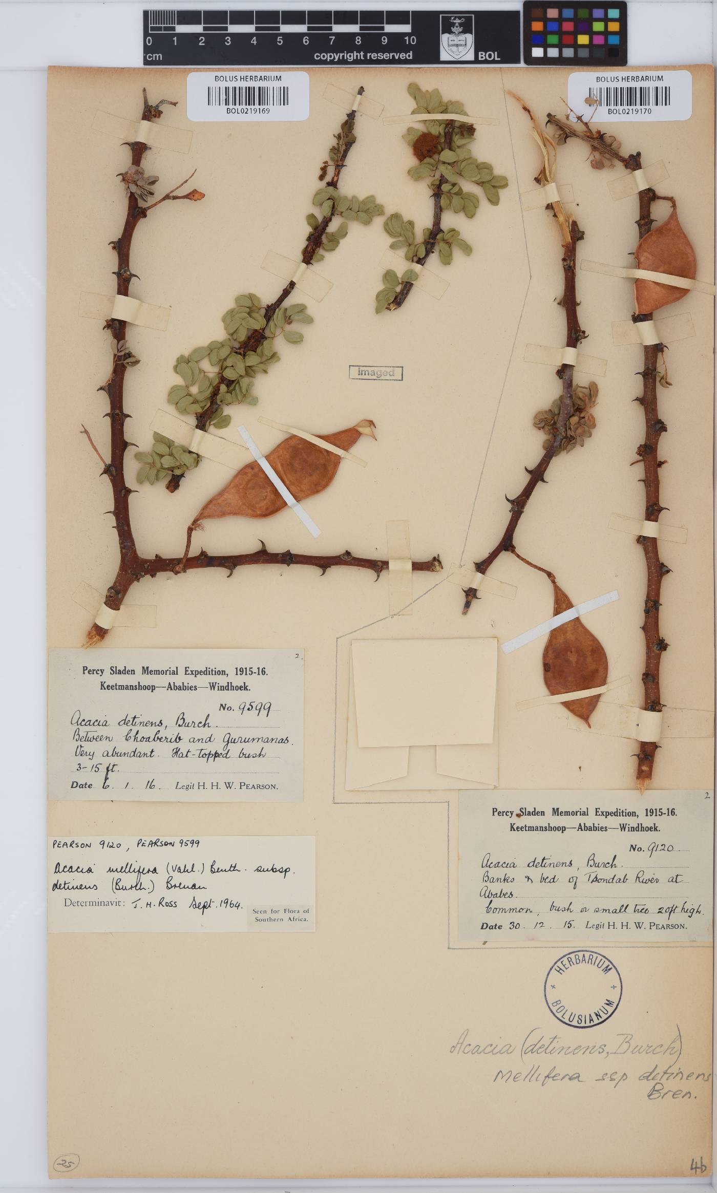 Senegalia mellifera subsp. detinens image