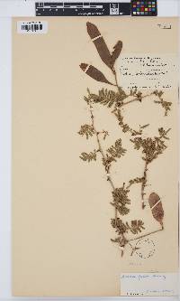 Image of Acacia fleckii