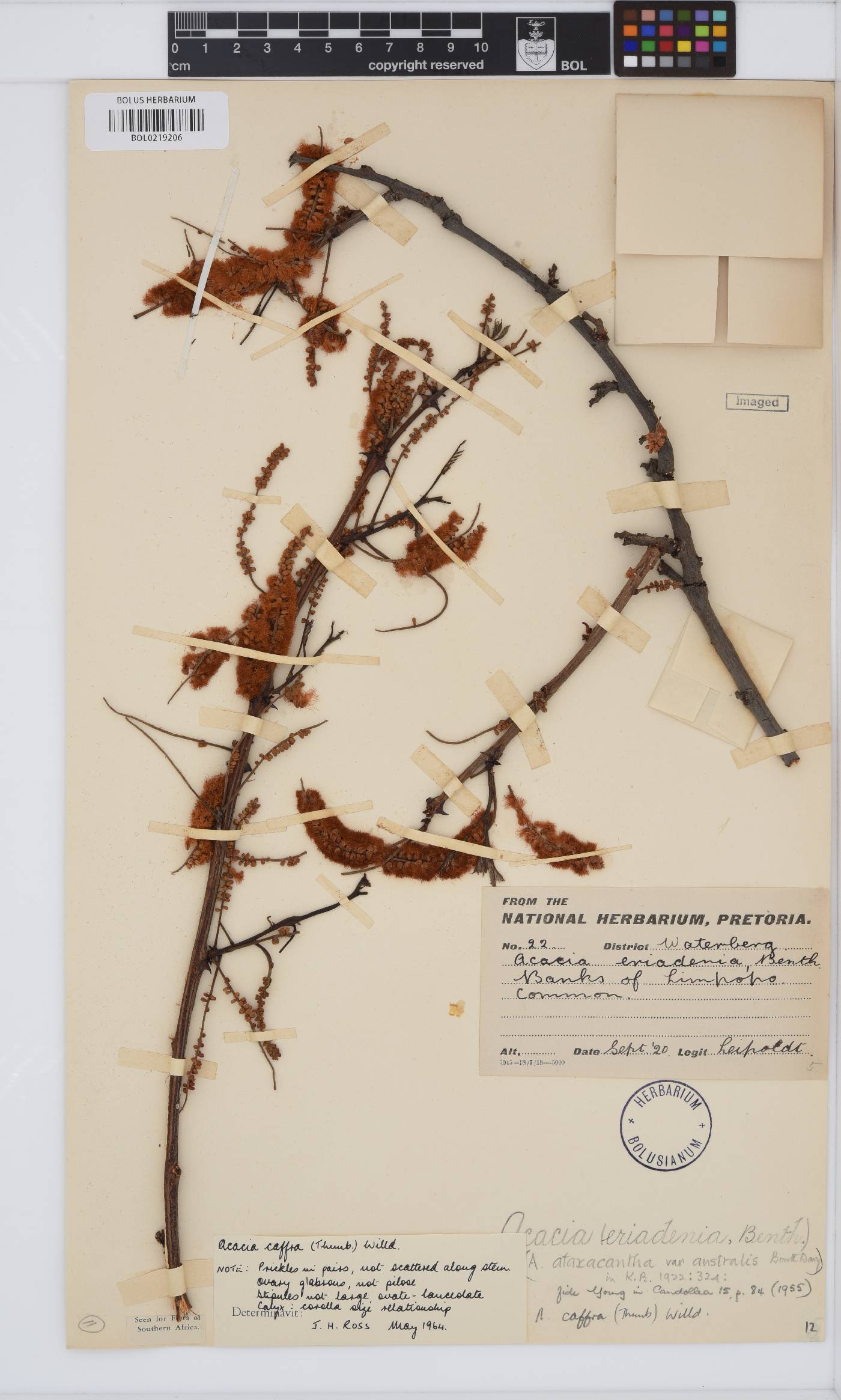 Senegalia caffra image