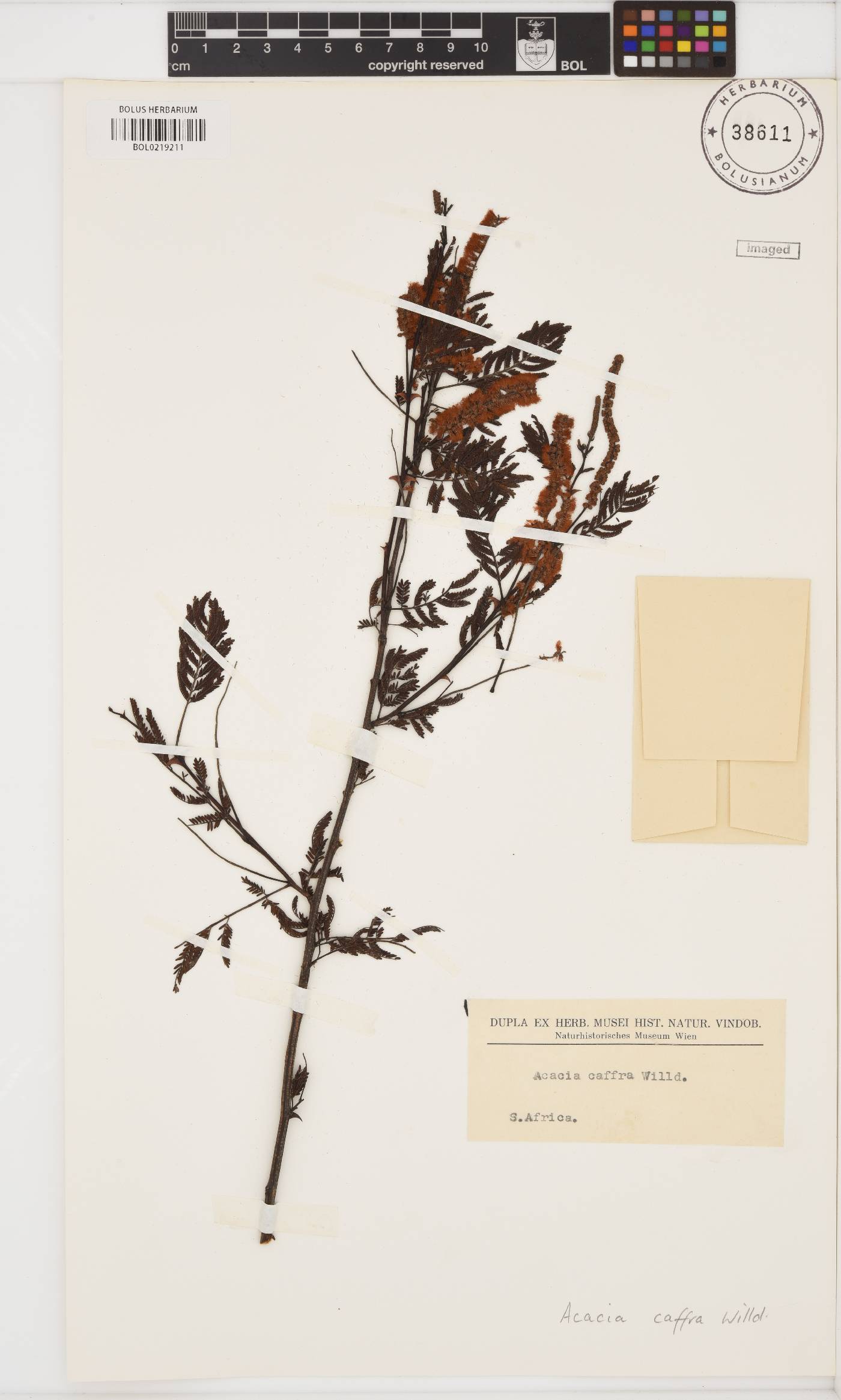 Senegalia caffra image
