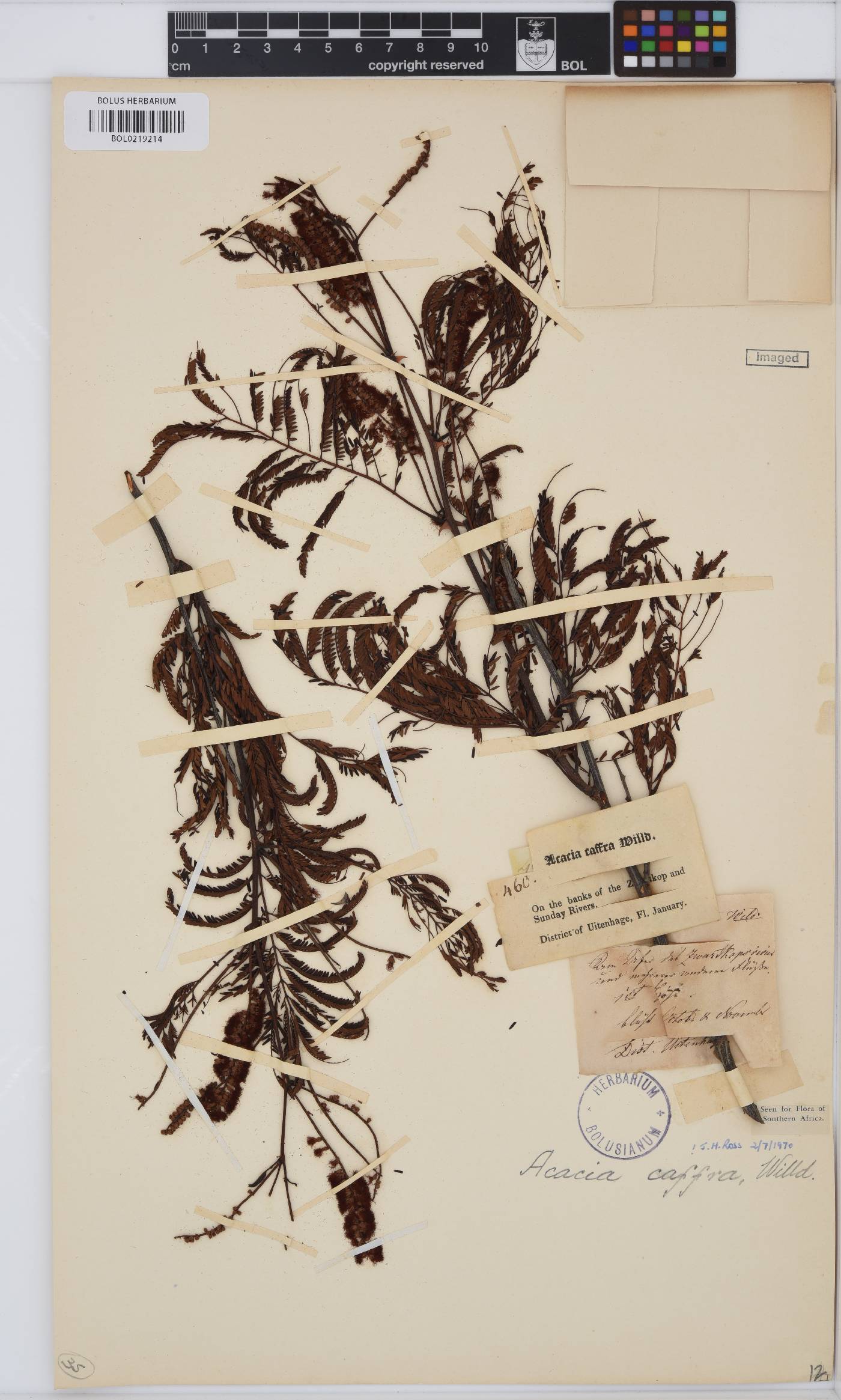Senegalia caffra image