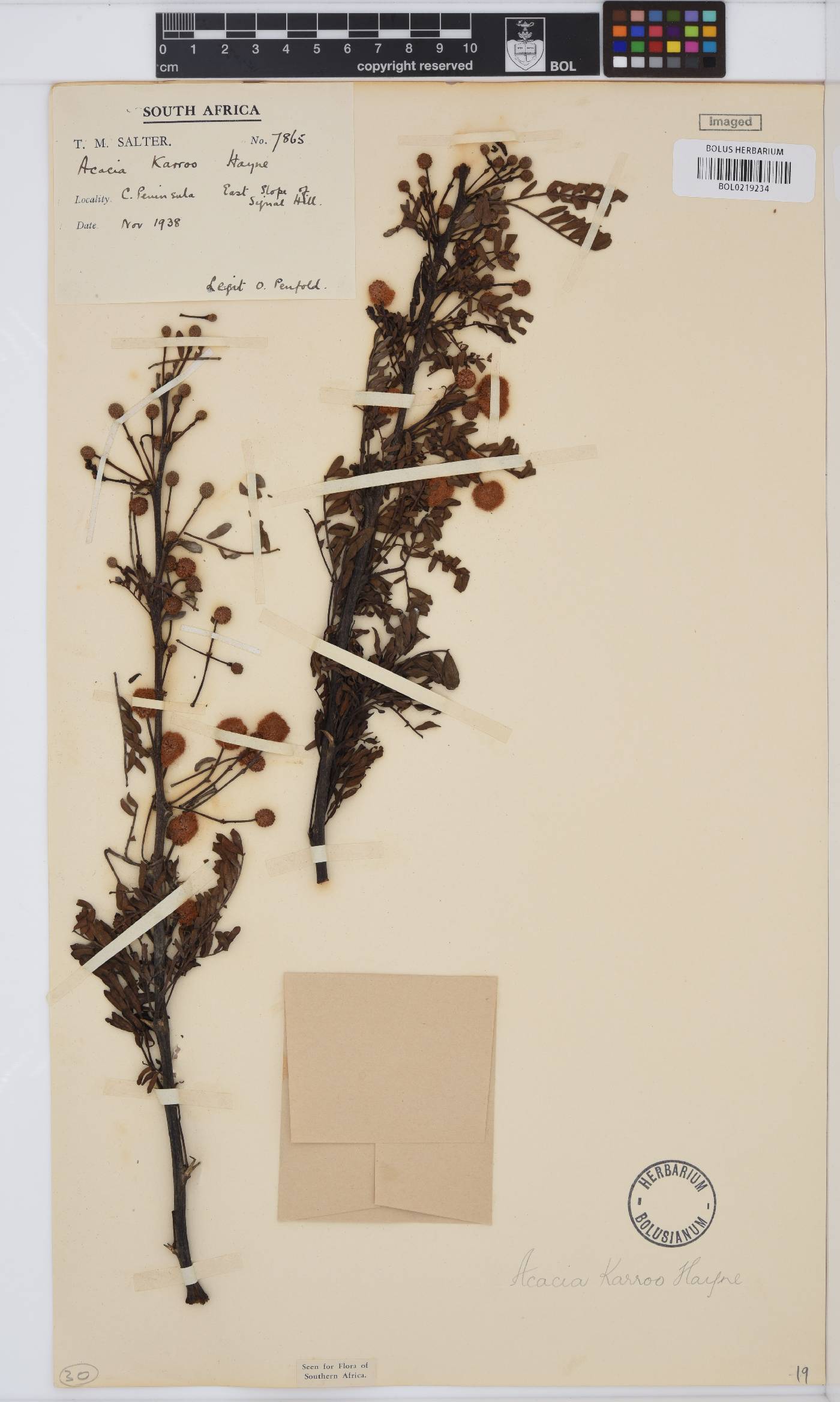 Vachellia image