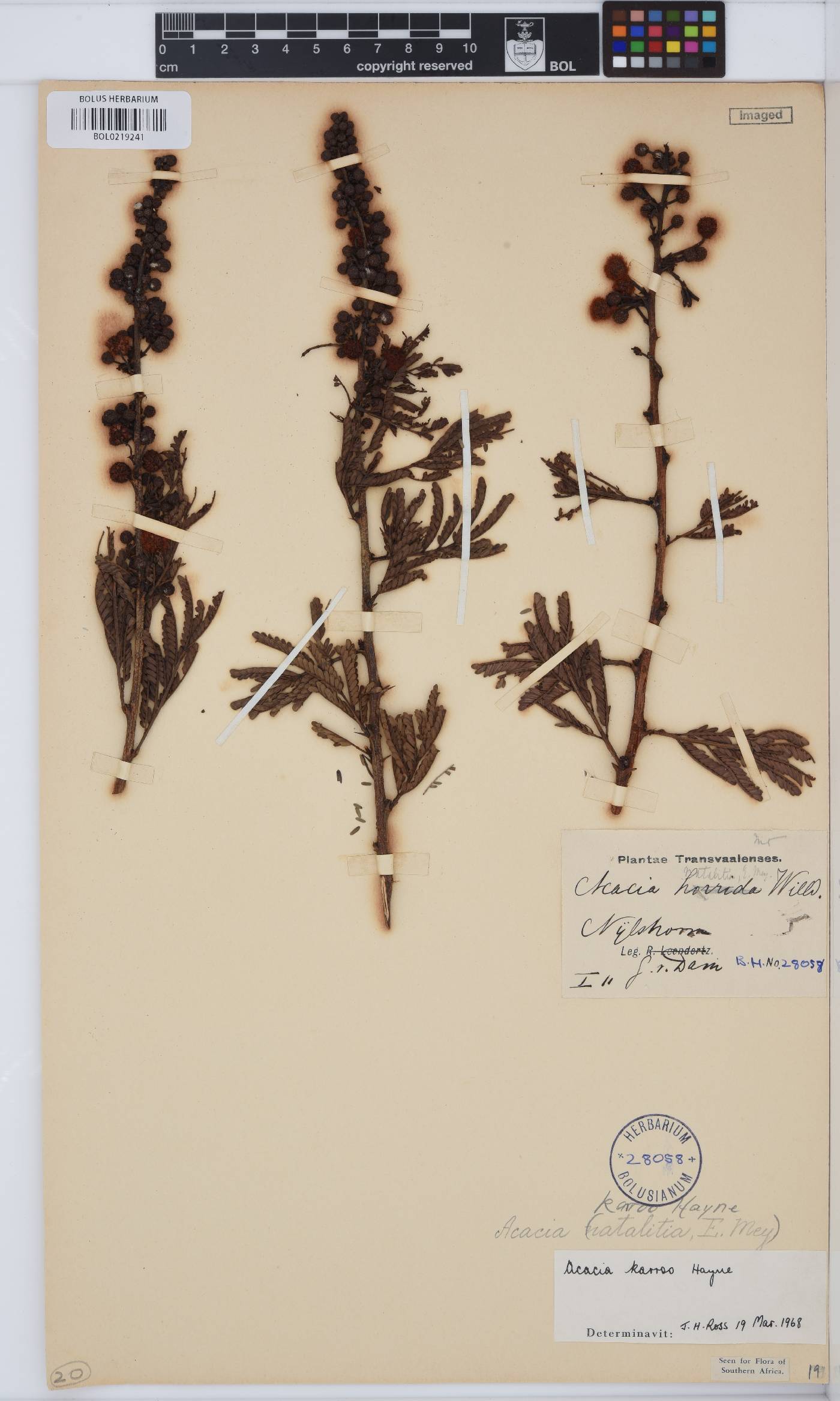 Vachellia image