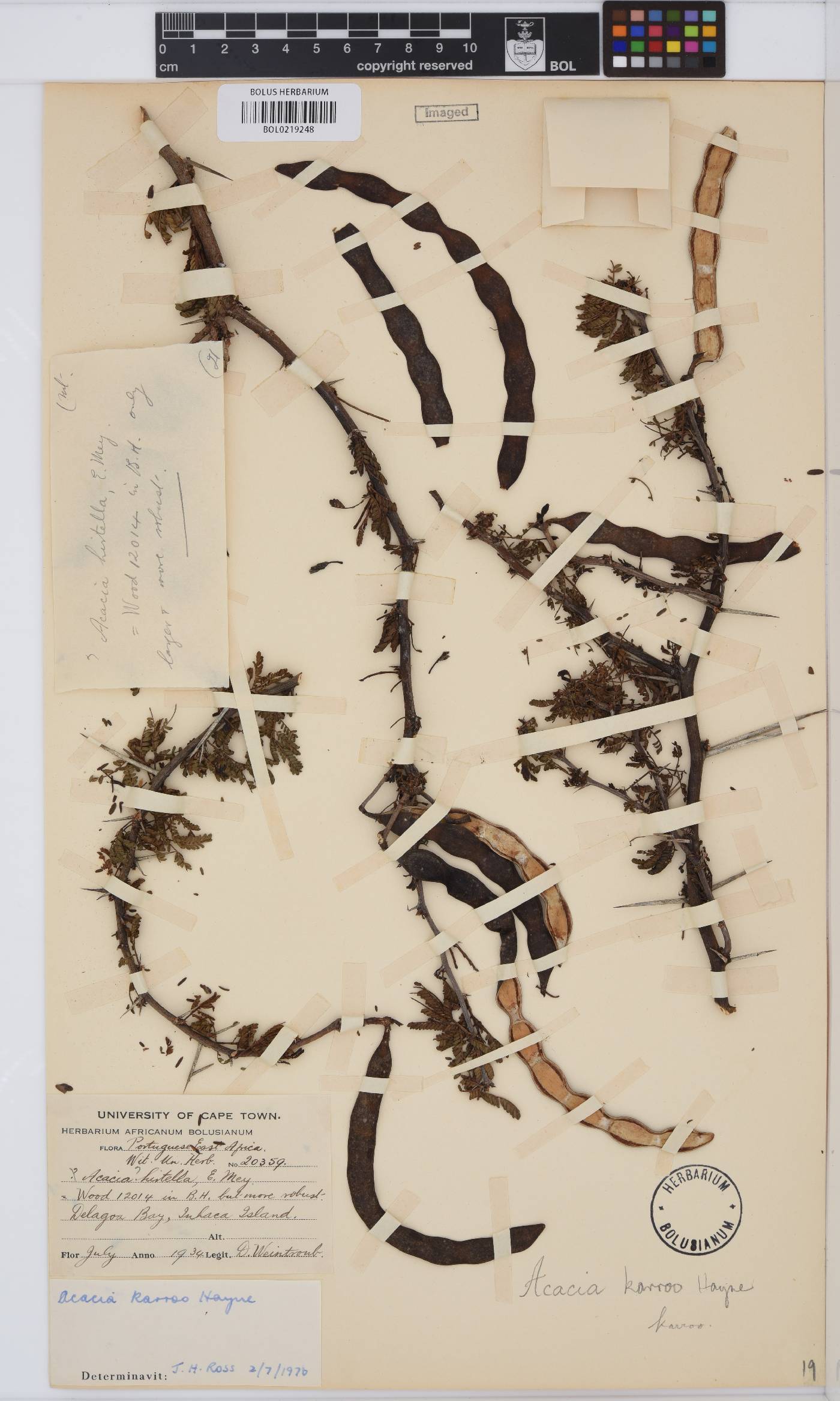 Vachellia karroo image