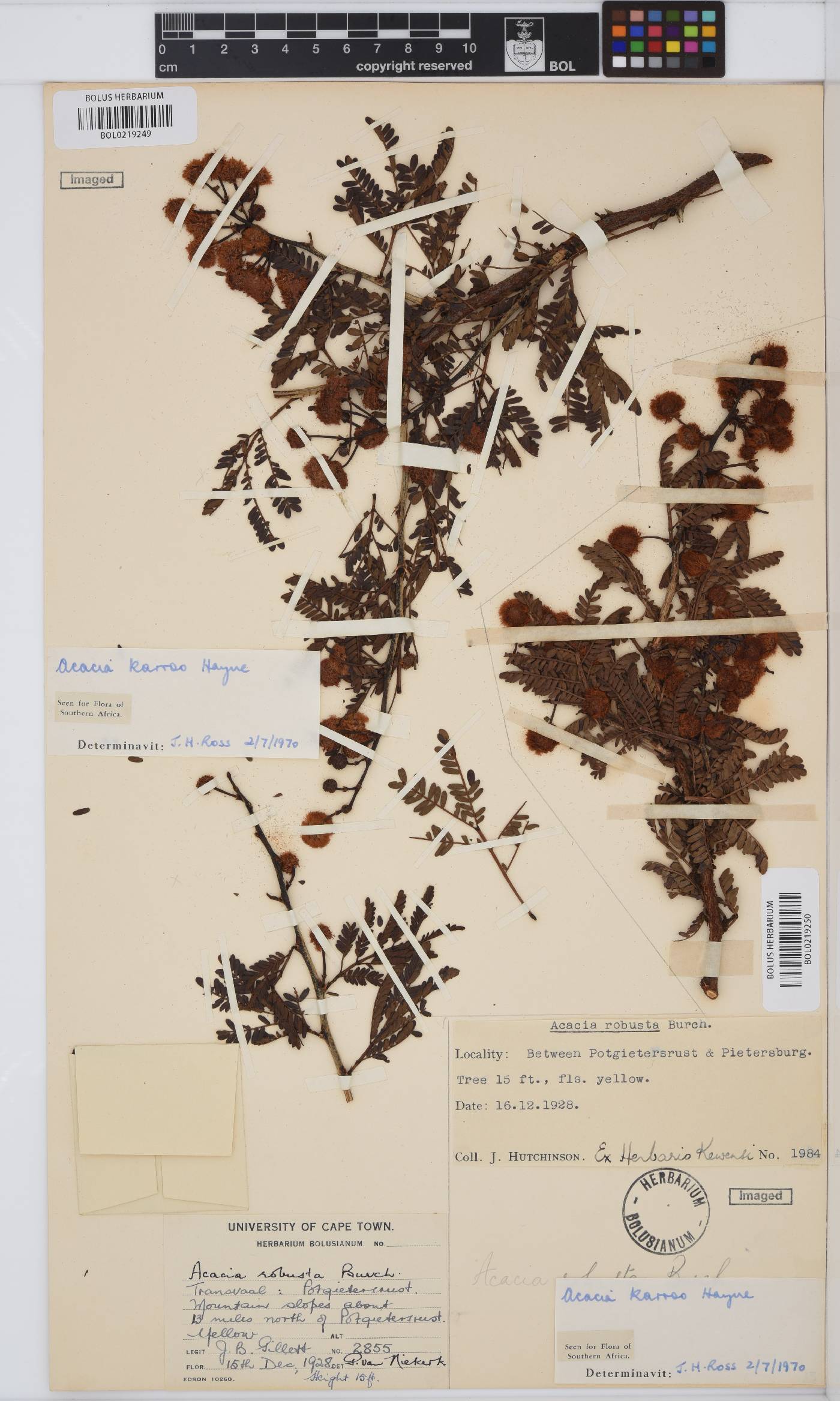 Vachellia karroo image