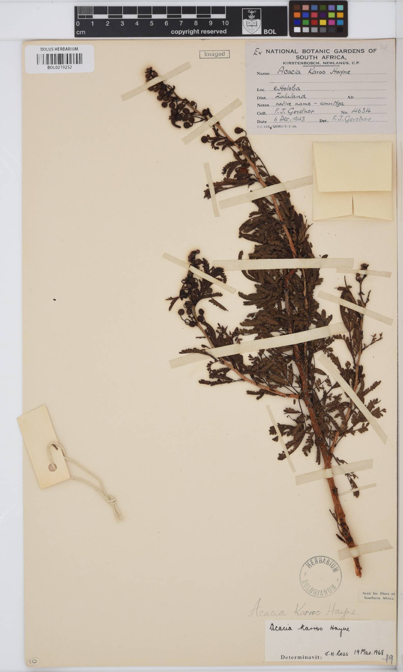 Vachellia karroo image