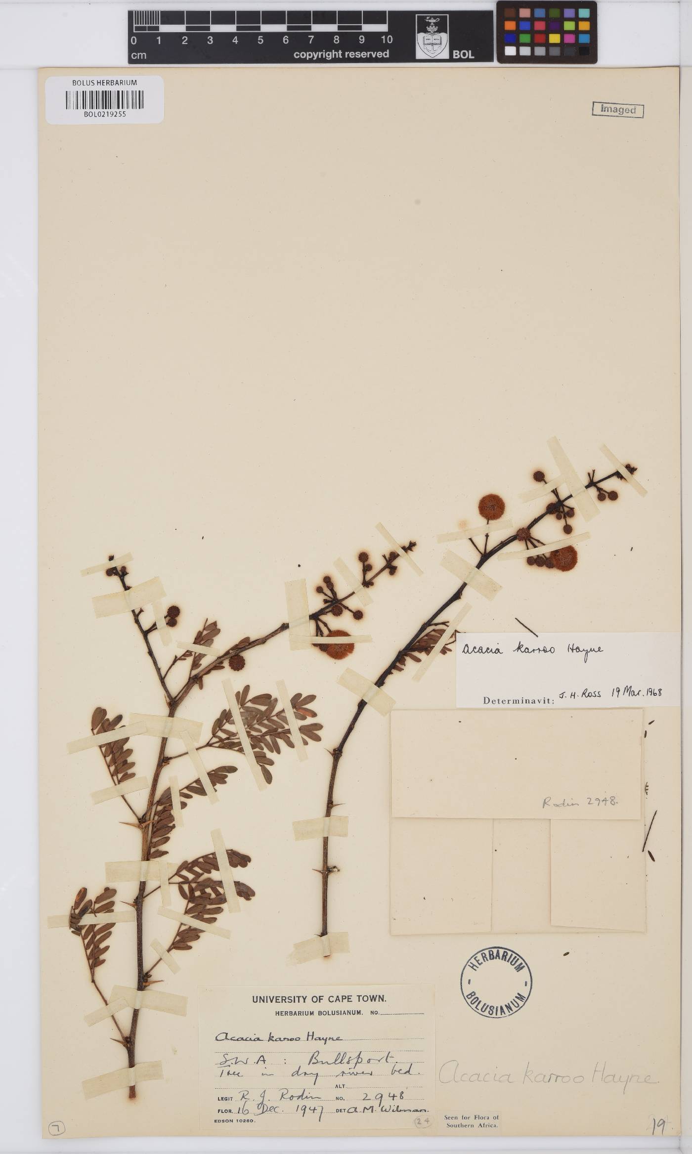 Vachellia karroo image