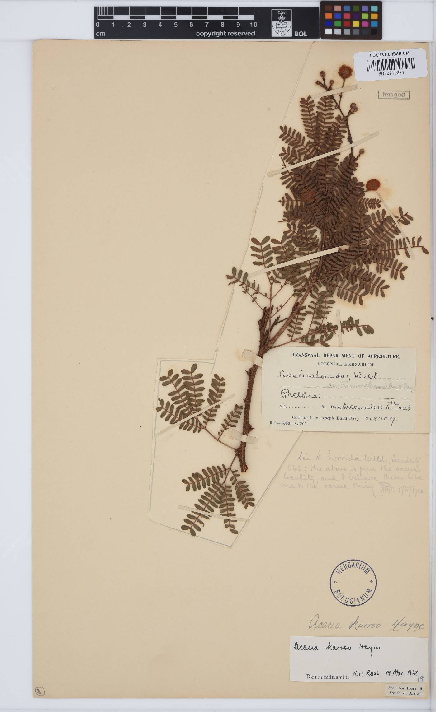 Vachellia karroo image