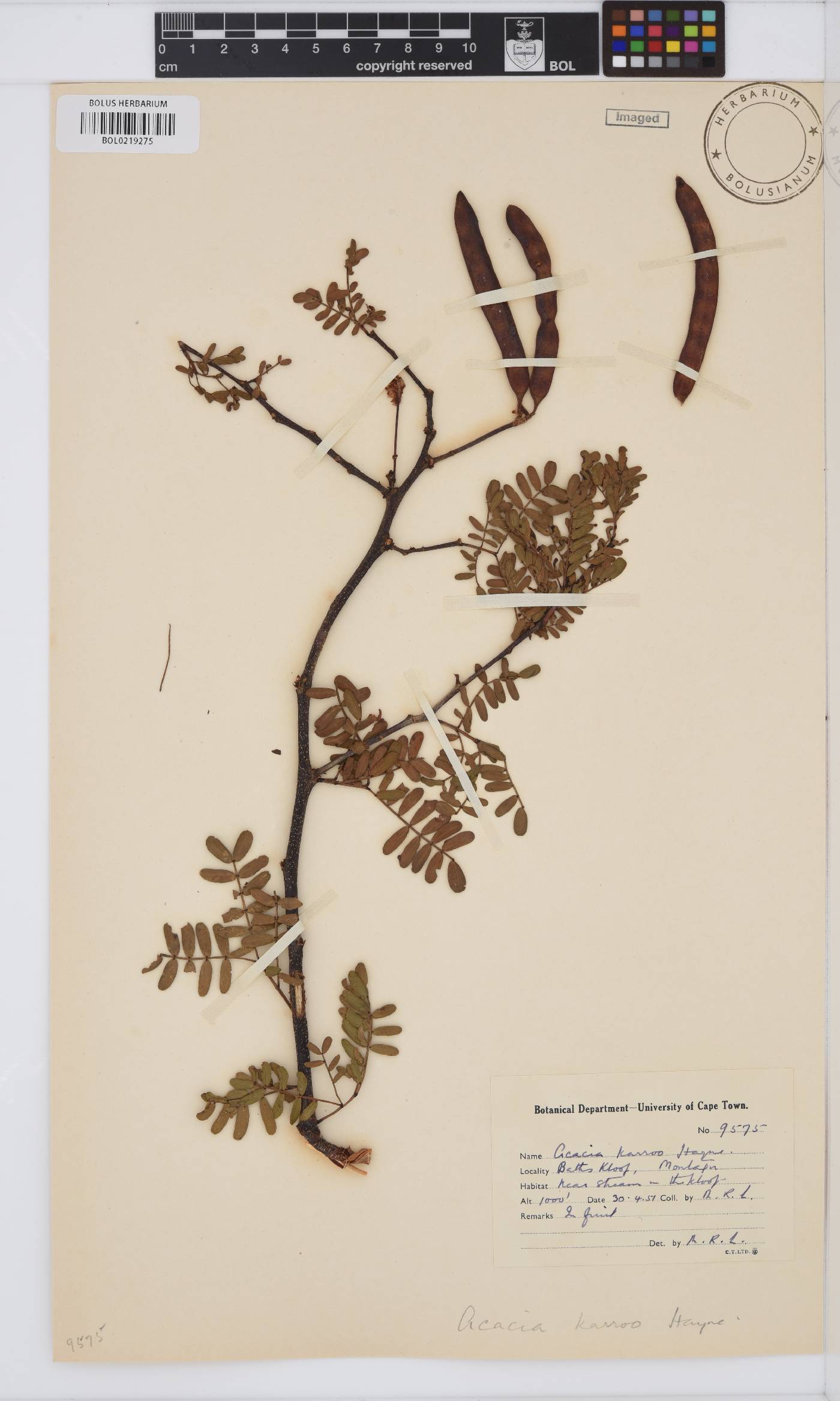 Vachellia karroo image