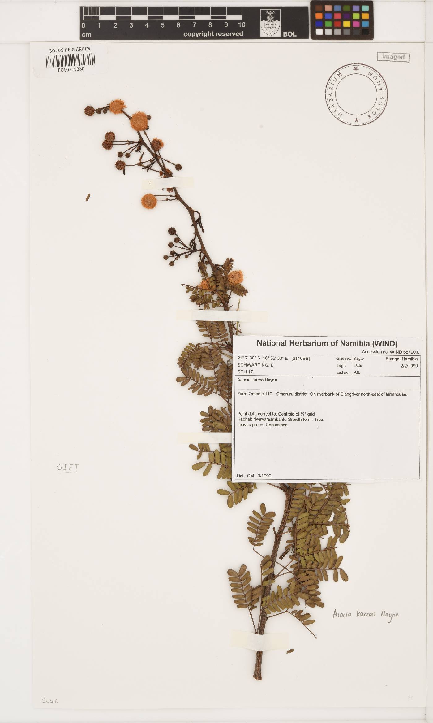 Vachellia karroo image
