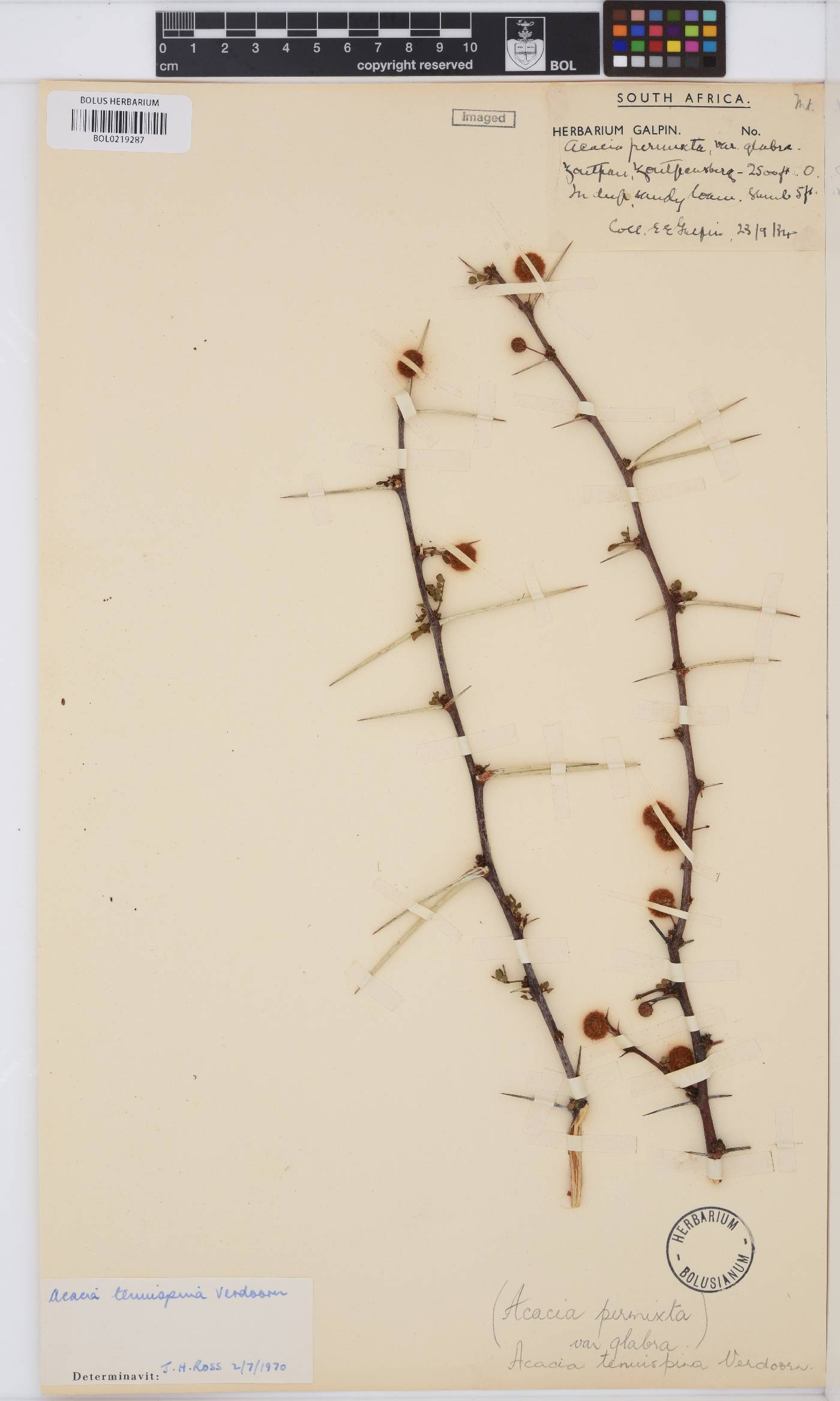 Vachellia tenuispina image