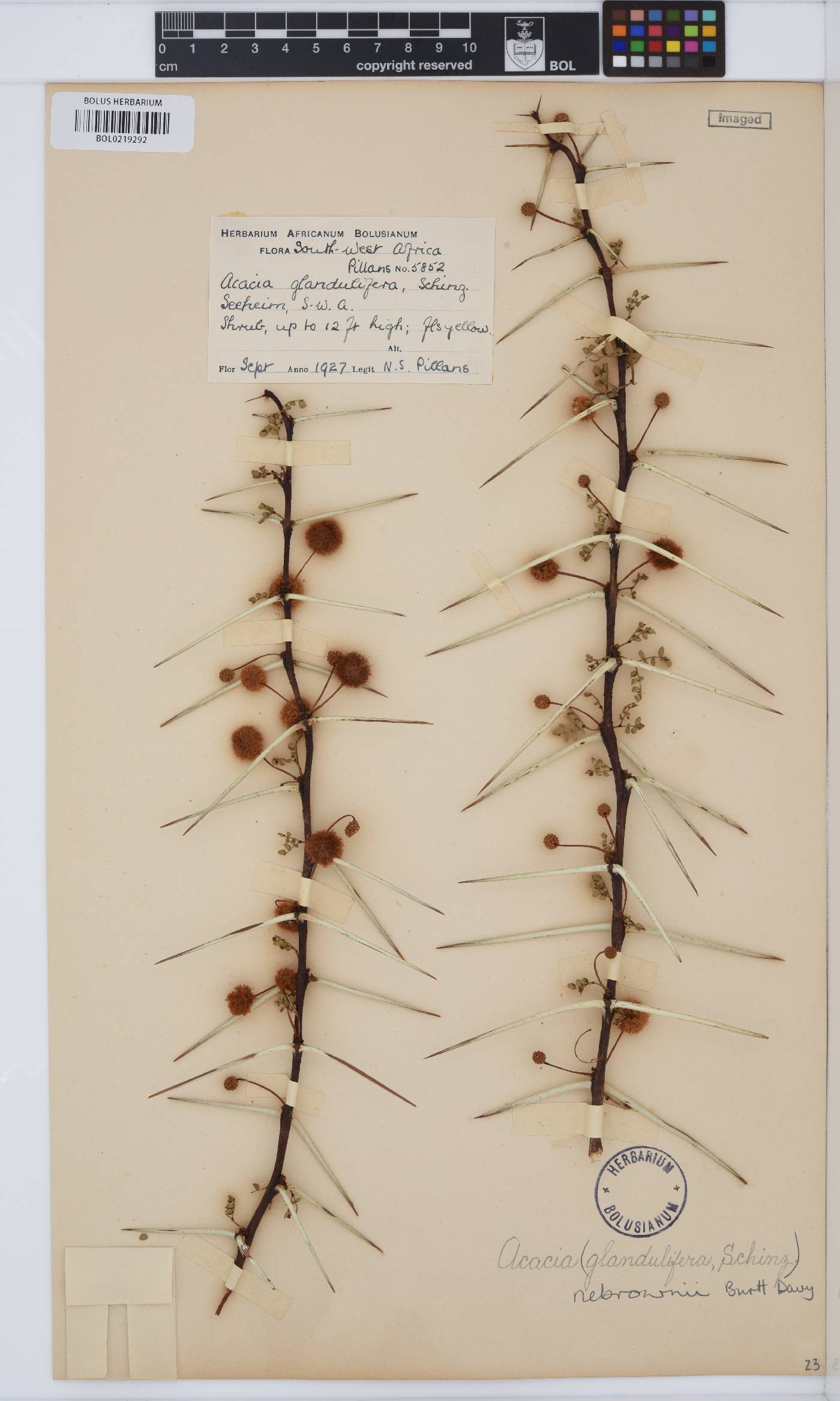 Vachellia nebrownii image