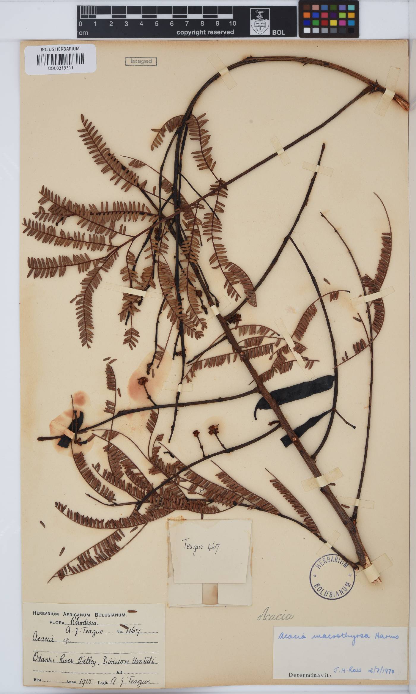 Vachellia amythethophylla image