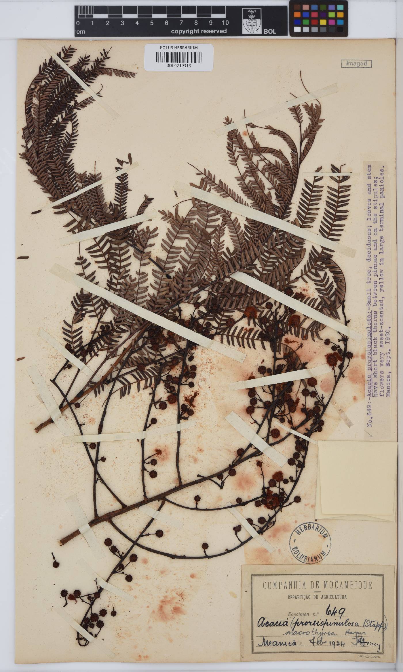 Vachellia amythethophylla image