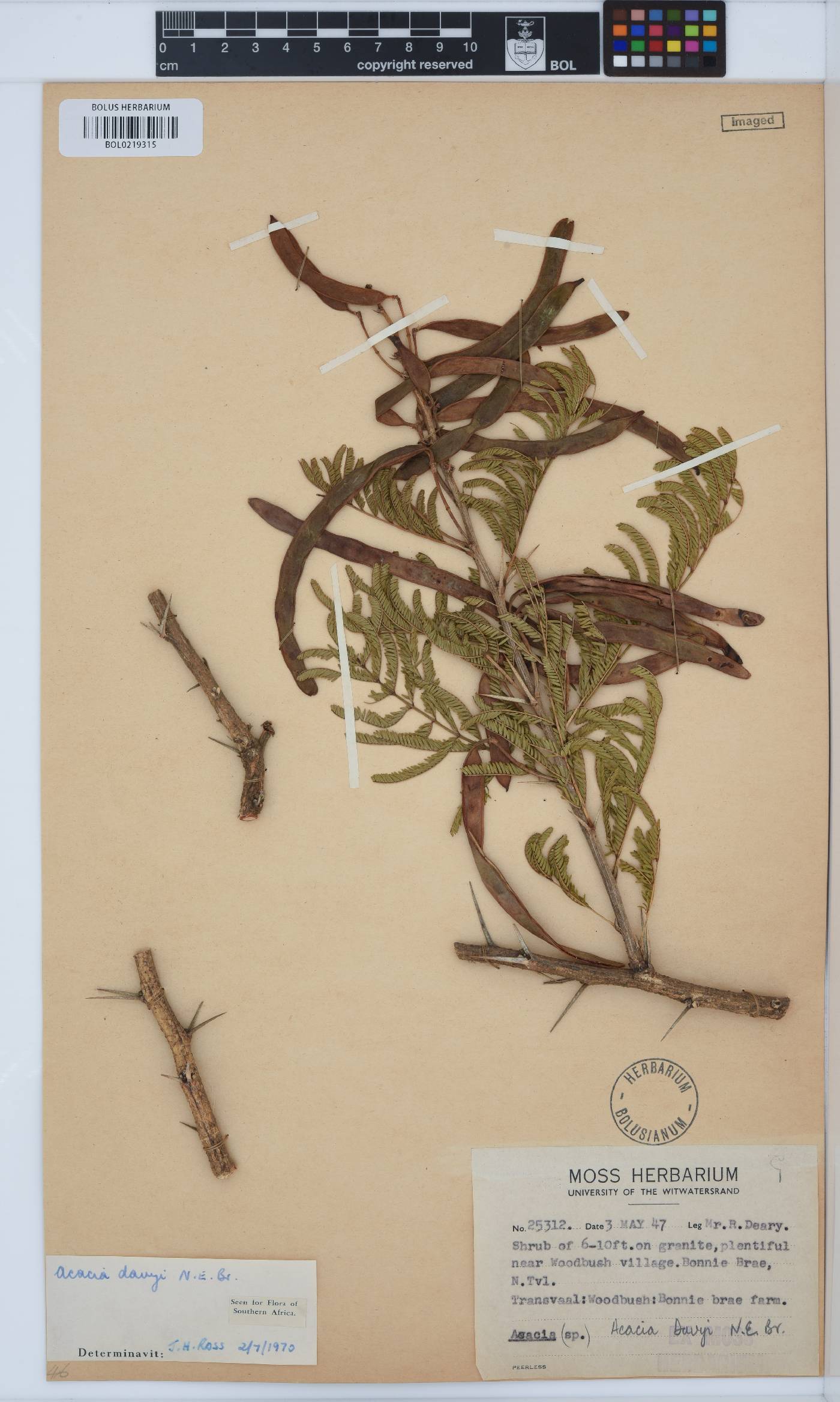 Vachellia davyi image