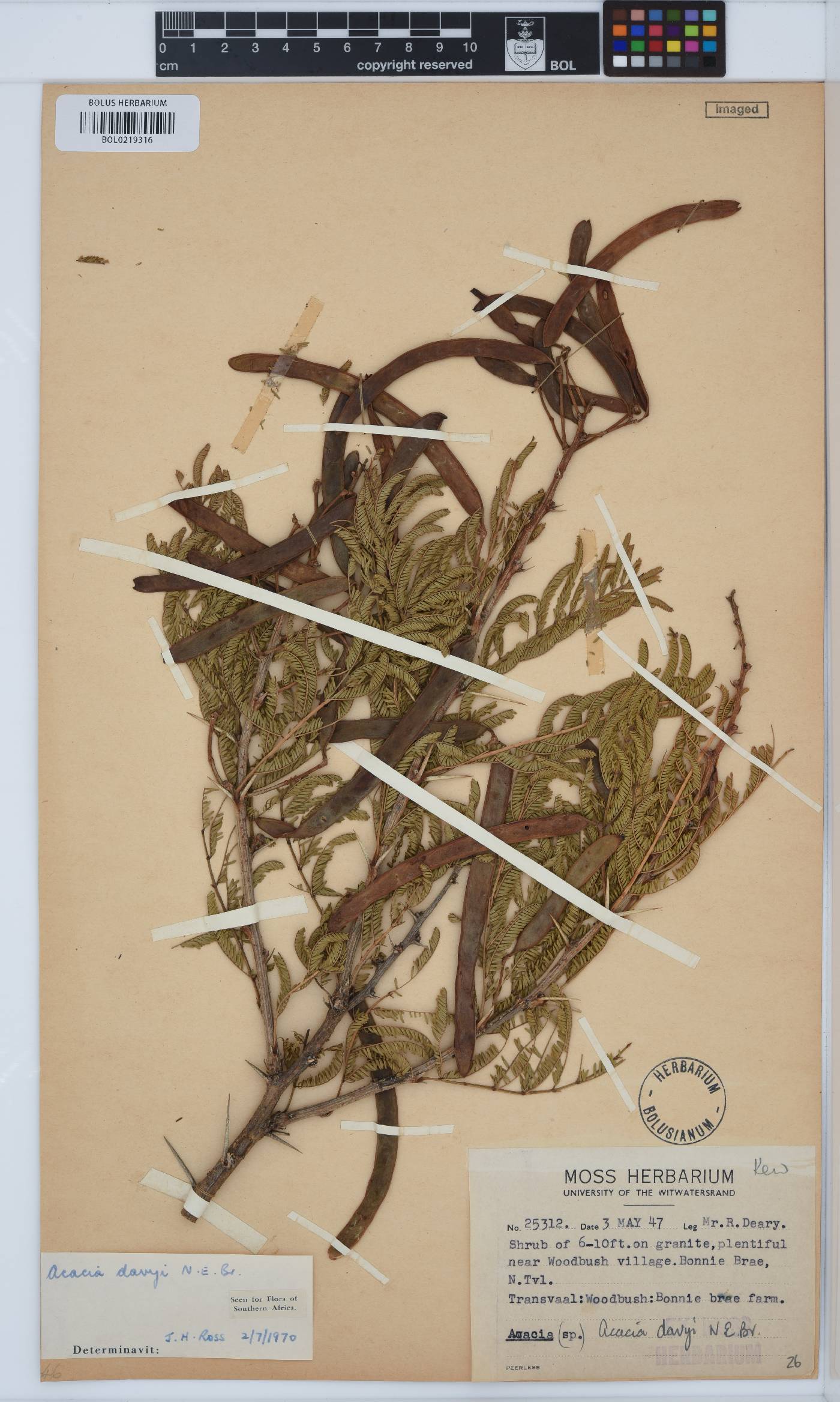Vachellia davyi image