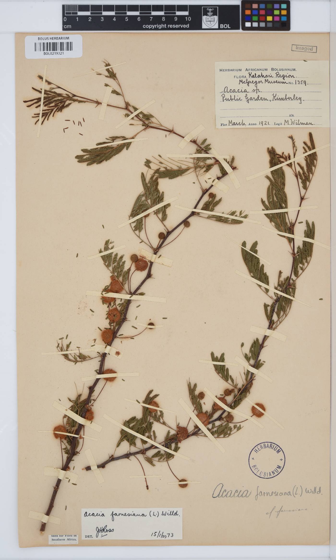 Vachellia farnesiana image