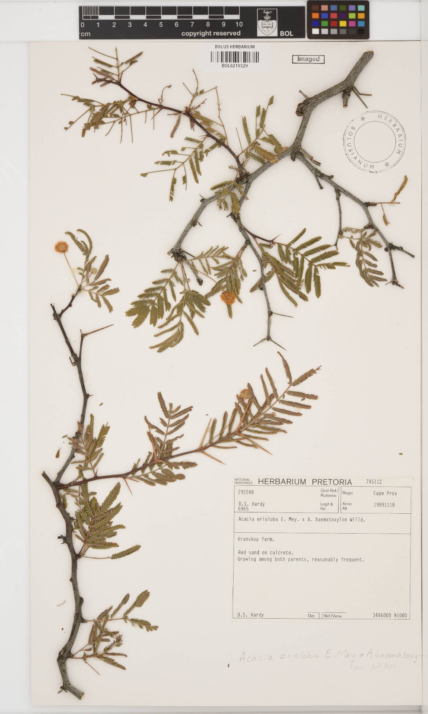 Vachellia erioloba image