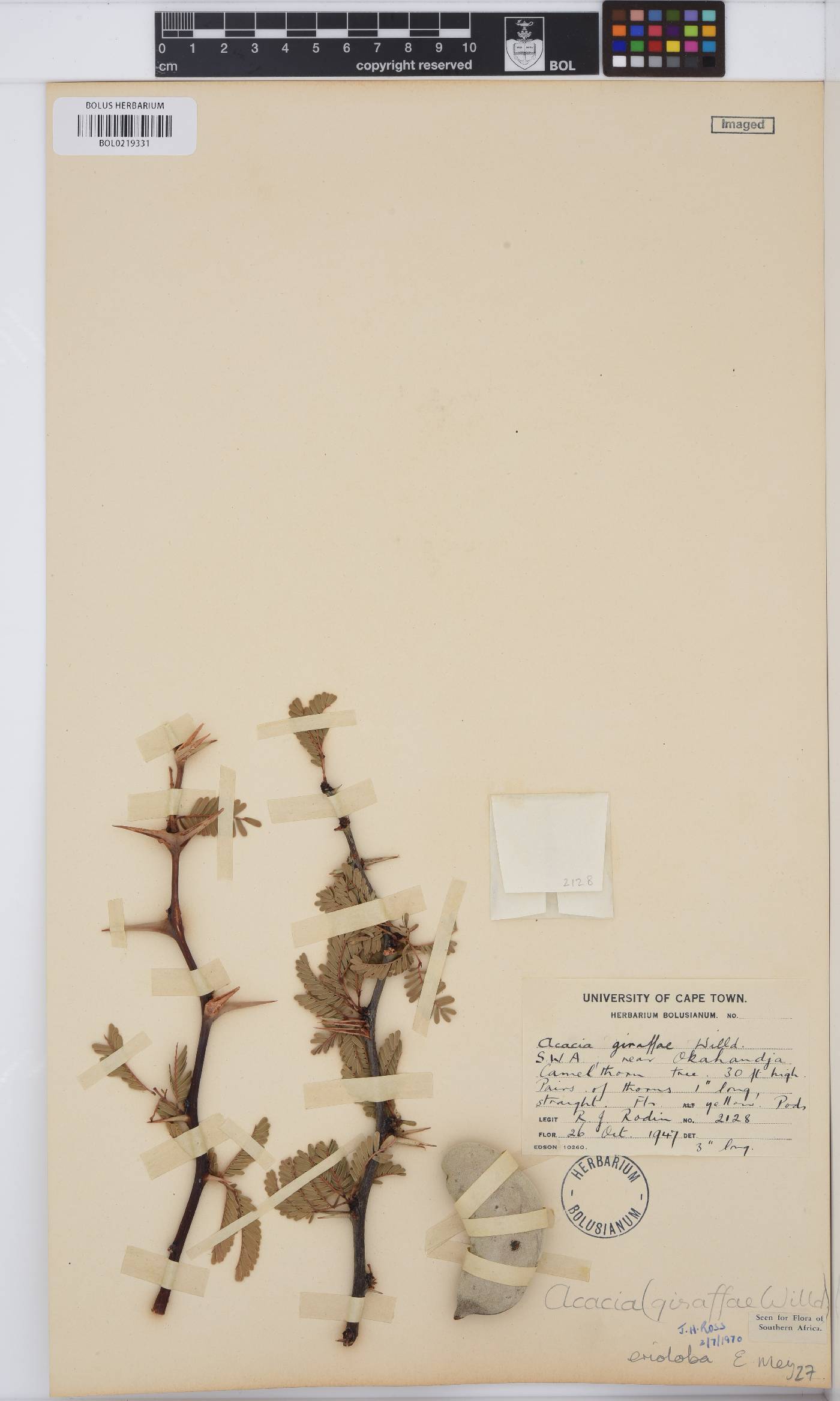 Vachellia erioloba image
