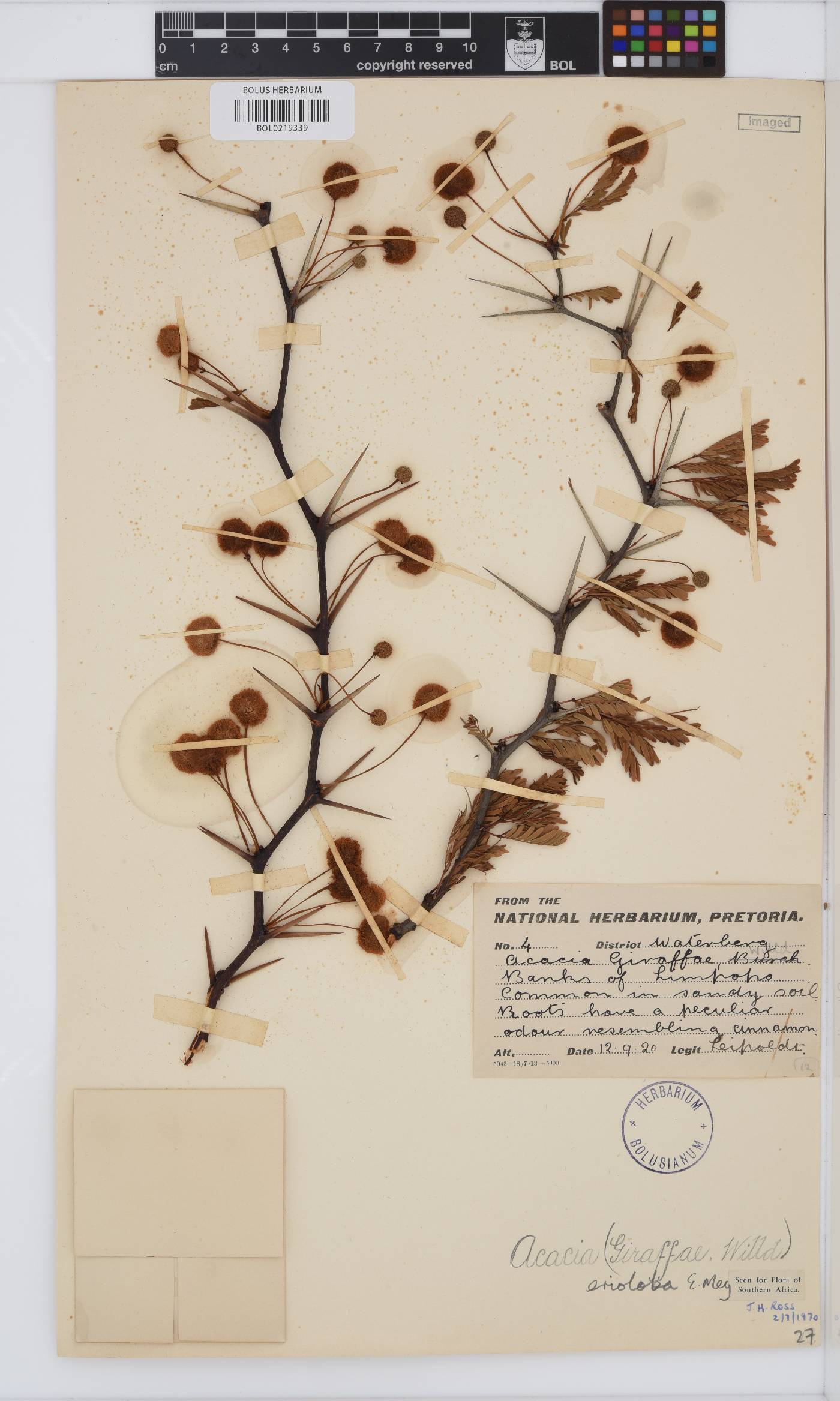 Vachellia erioloba image