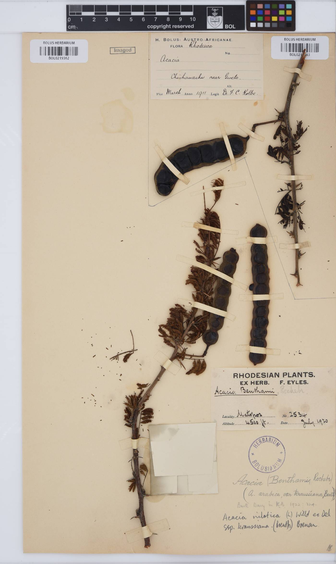 Vachellia nilotica image