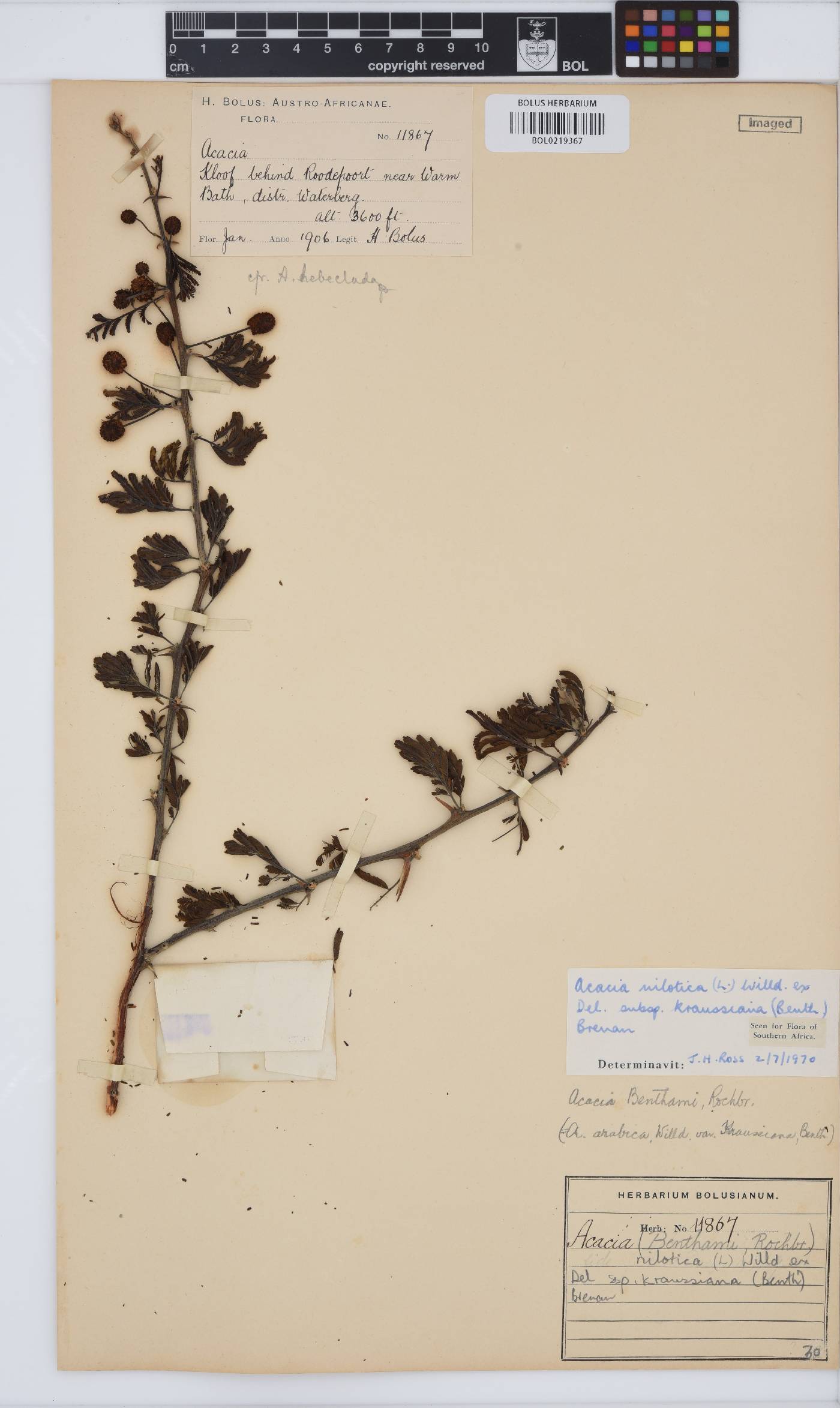Vachellia nilotica subsp. kraussiana image