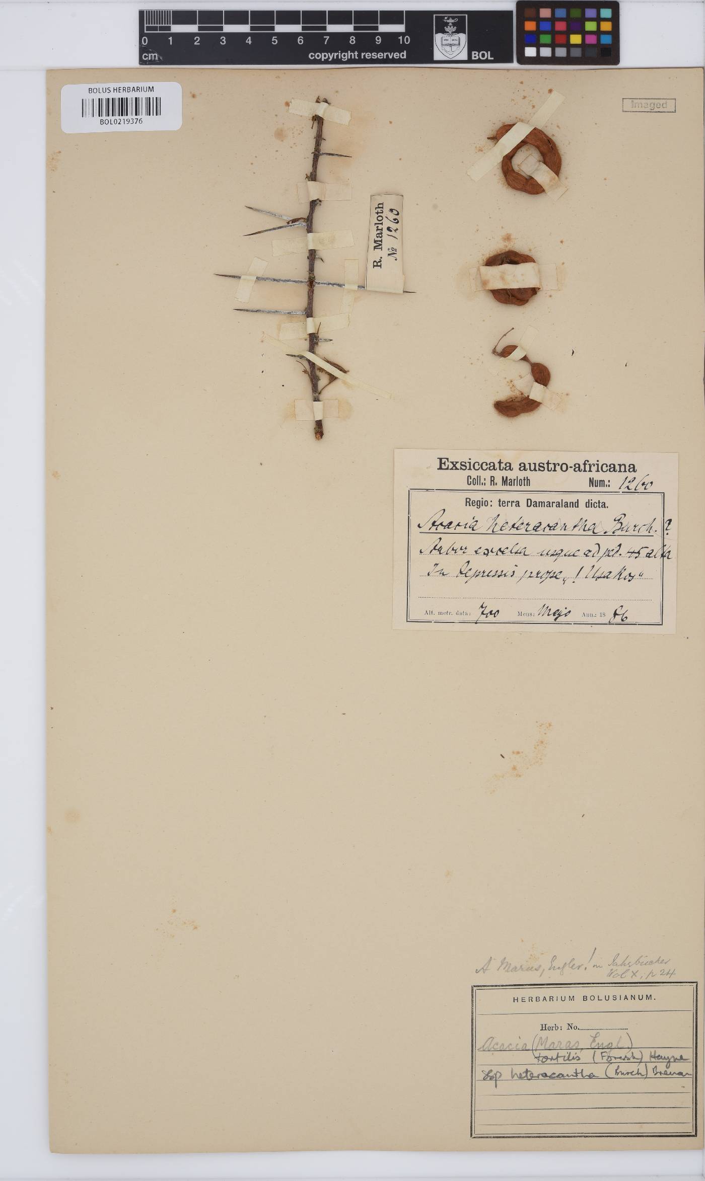 Vachellia tortilis subsp. heteracantha image