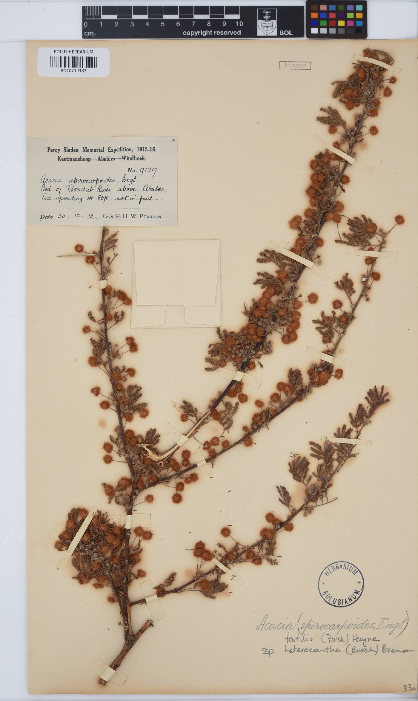 Vachellia tortilis subsp. heteracantha image