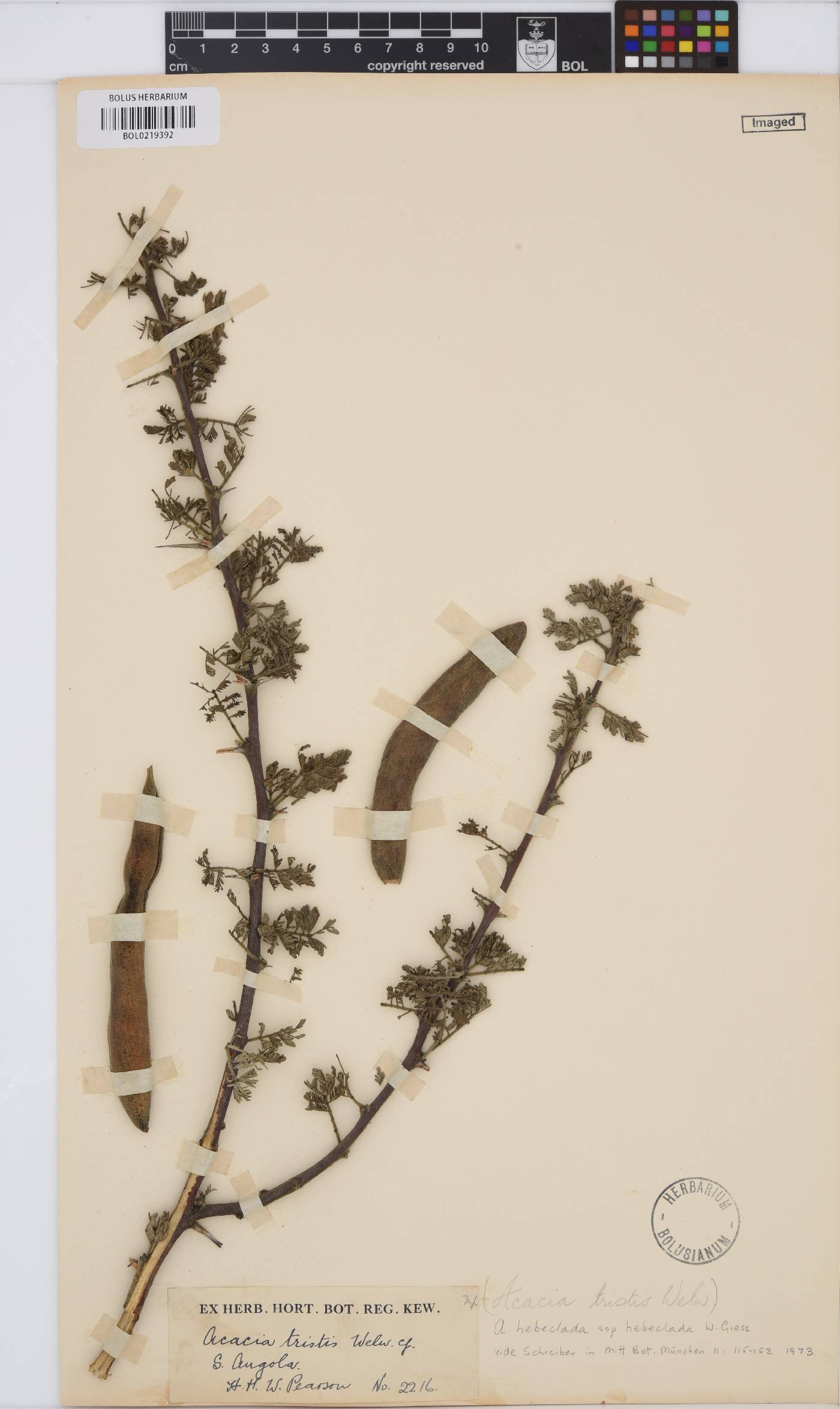 Vachellia hebeclada image