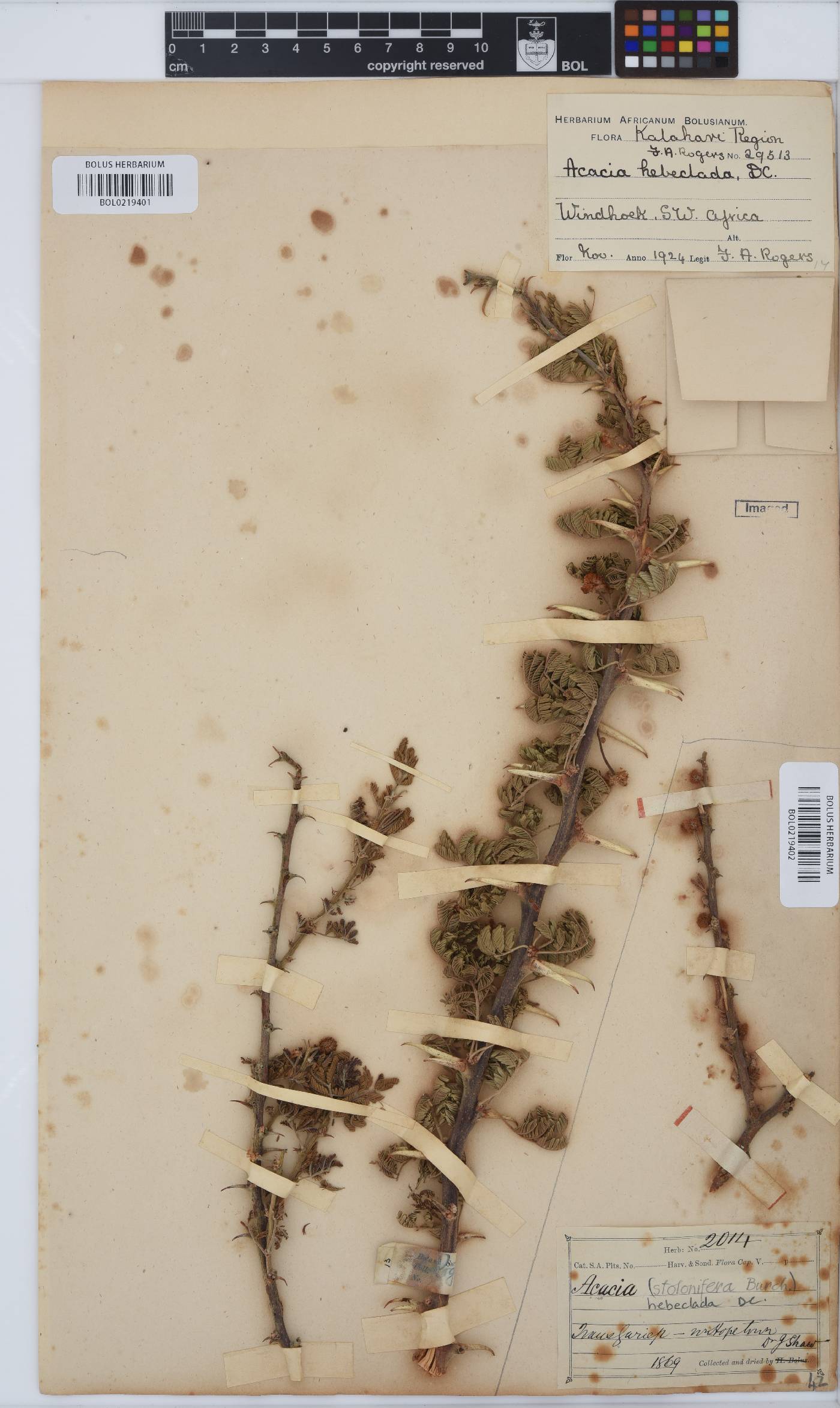 Vachellia hebeclada subsp. hebeclada image