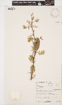 Vachellia hebeclada subsp. hebeclada image