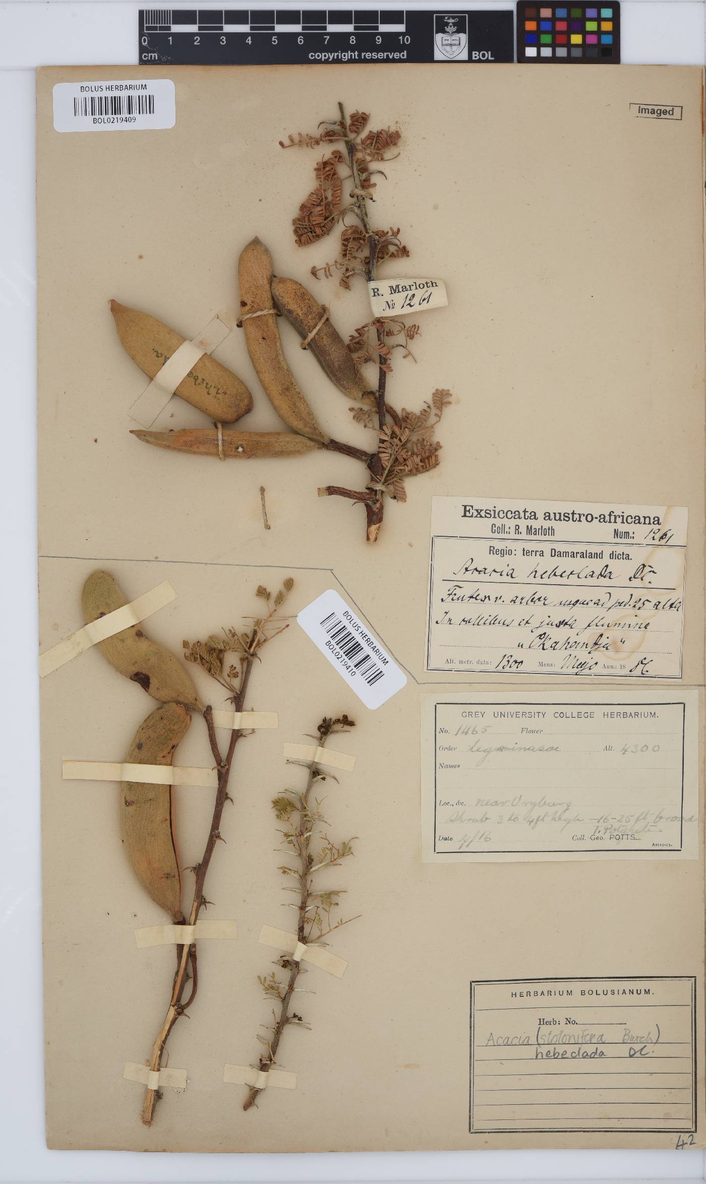 Vachellia hebeclada image