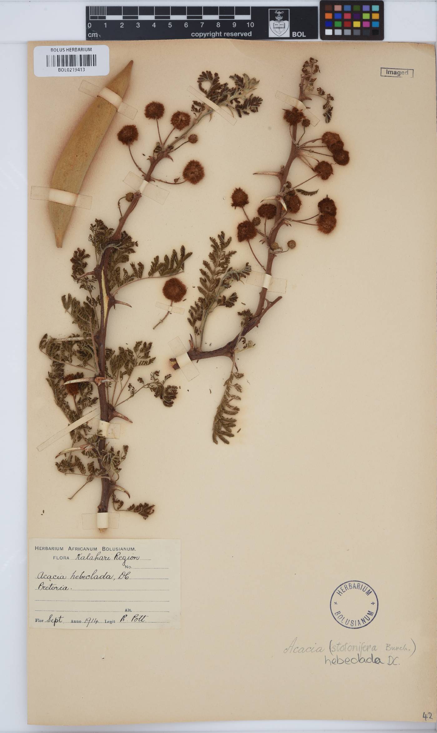 Vachellia image